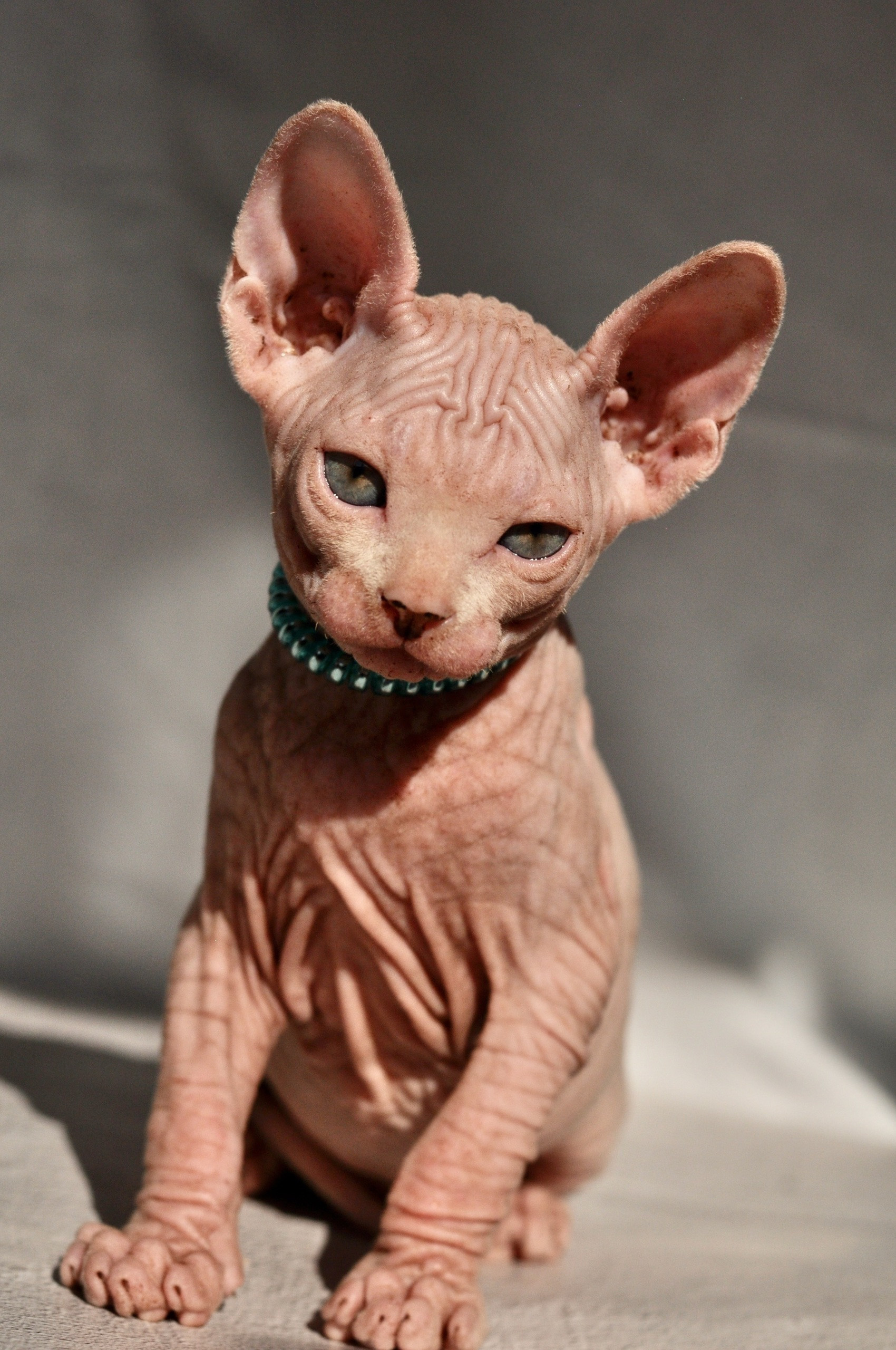 Graduates and Residents of our Cattery. A cattery of Canadian Sphynx breed, located in Limassol, Cyprus