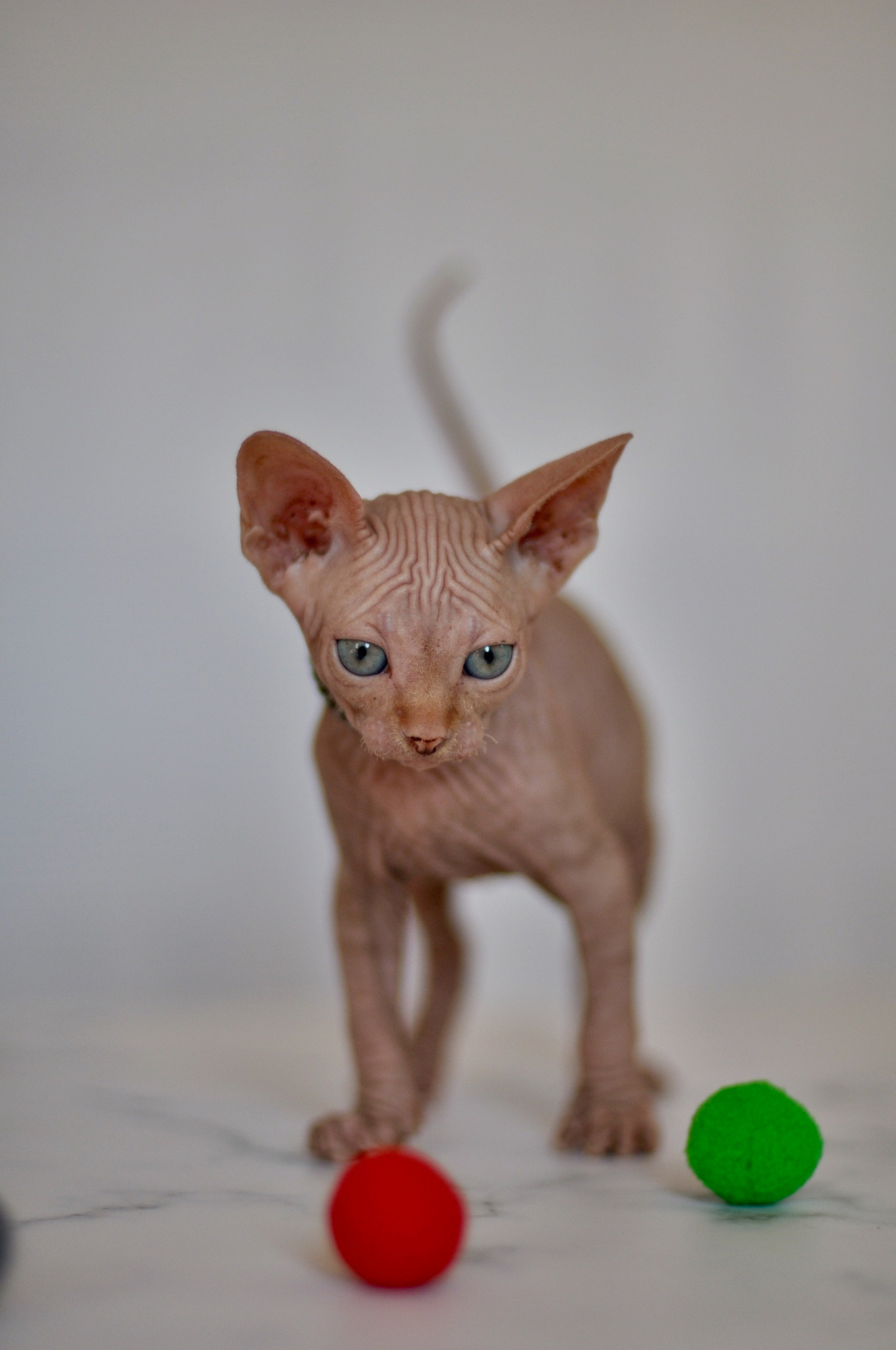 Graduates and Residents of our Cattery. A cattery of Canadian Sphynx breed, located in Limassol, Cyprus