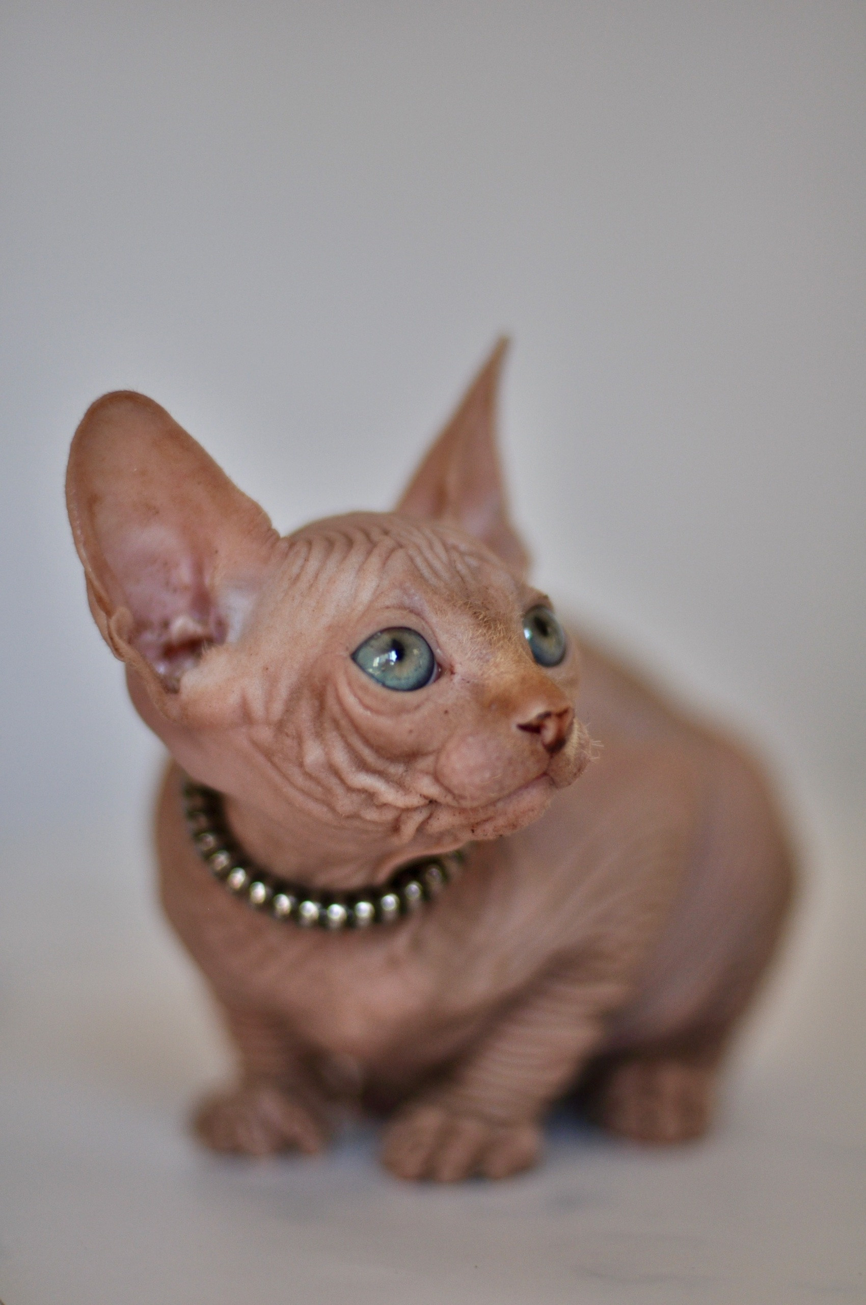 Graduates and Residents of our Cattery. A cattery of Canadian Sphynx breed, located in Limassol, Cyprus