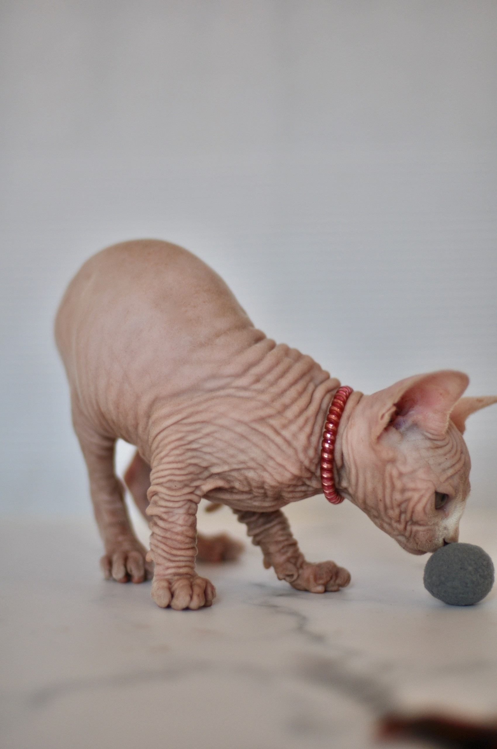 Graduates and Residents of our Cattery. A cattery of Canadian Sphynx breed, located in Limassol, Cyprus