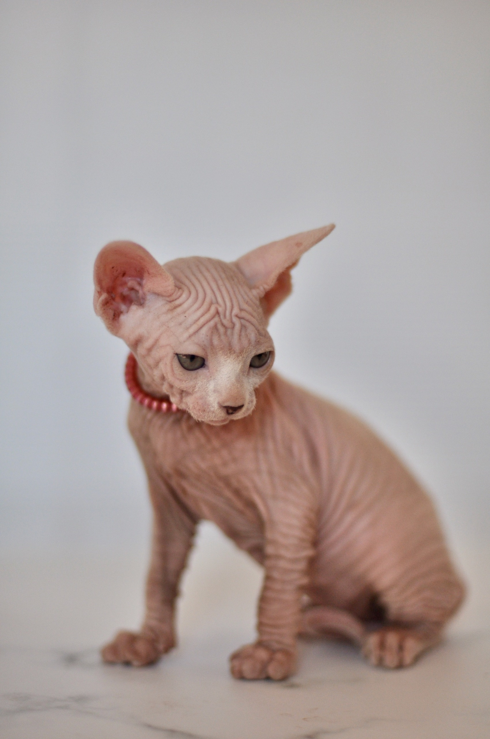 Graduates and Residents of our Cattery. A cattery of Canadian Sphynx breed, located in Limassol, Cyprus