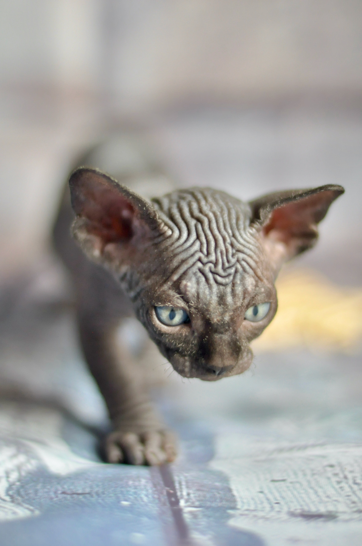 Graduates and Residents of our Cattery. A cattery of Canadian Sphynx breed, located in Limassol, Cyprus