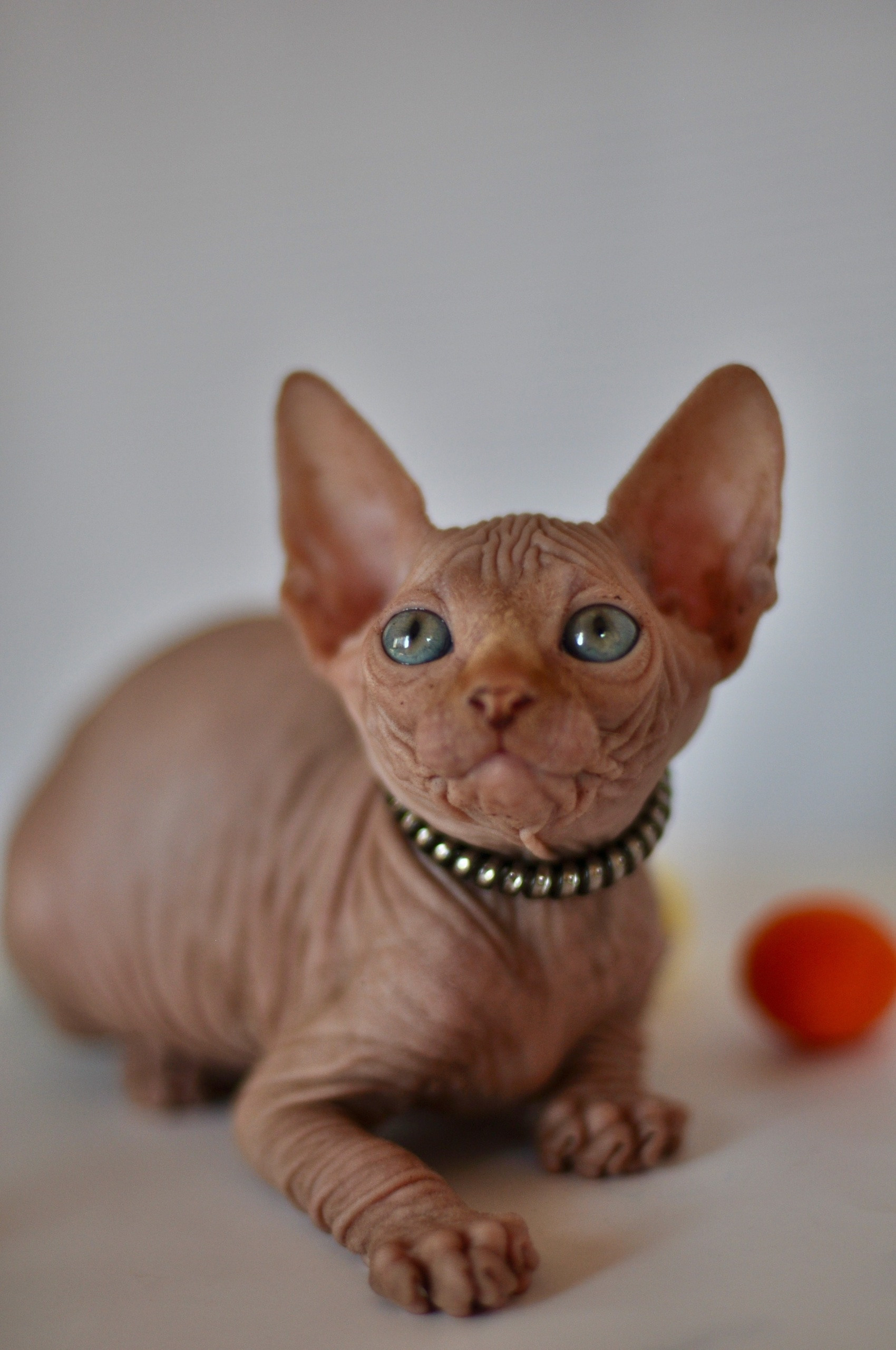 Graduates and Residents of our Cattery. A cattery of Canadian Sphynx breed, located in Limassol, Cyprus