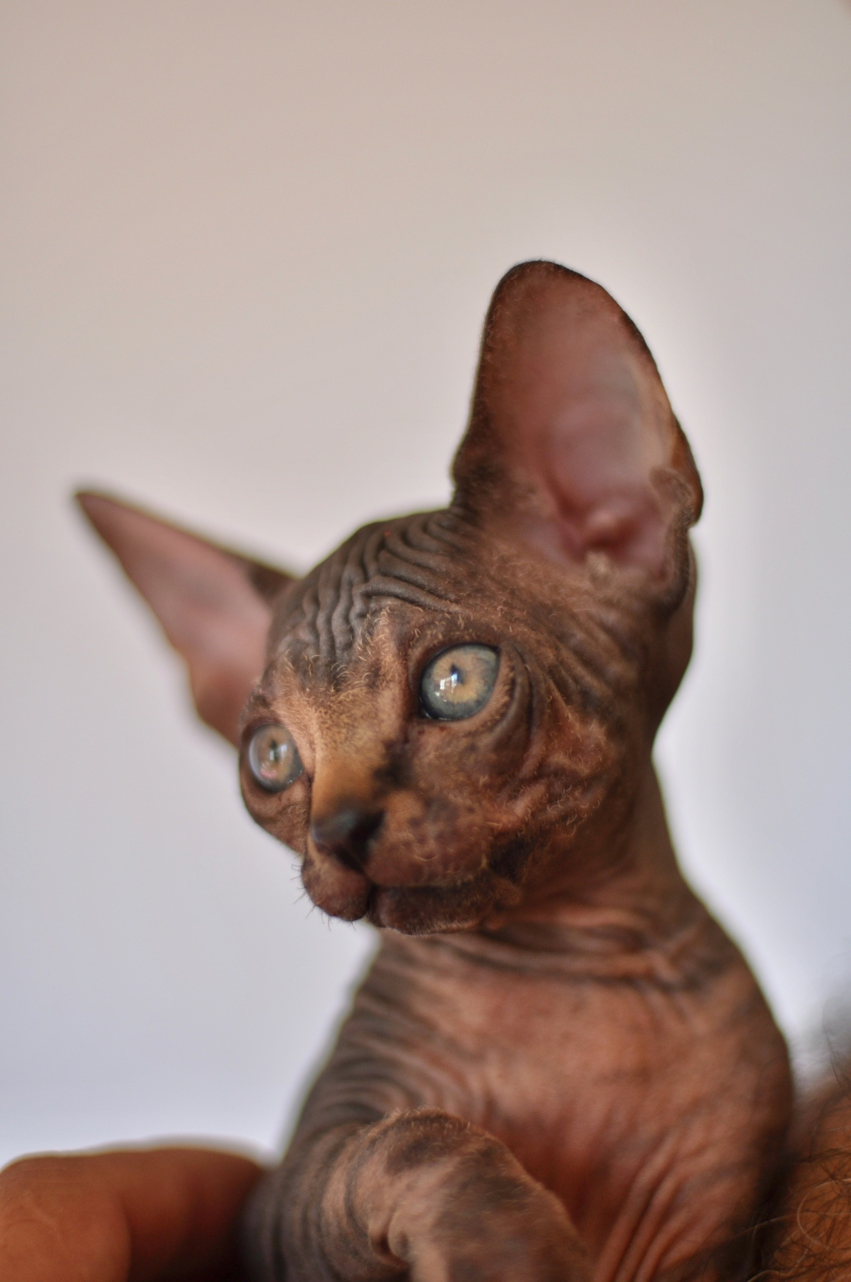 Graduates and Residents of our Cattery. A cattery of Canadian Sphynx breed, located in Limassol, Cyprus