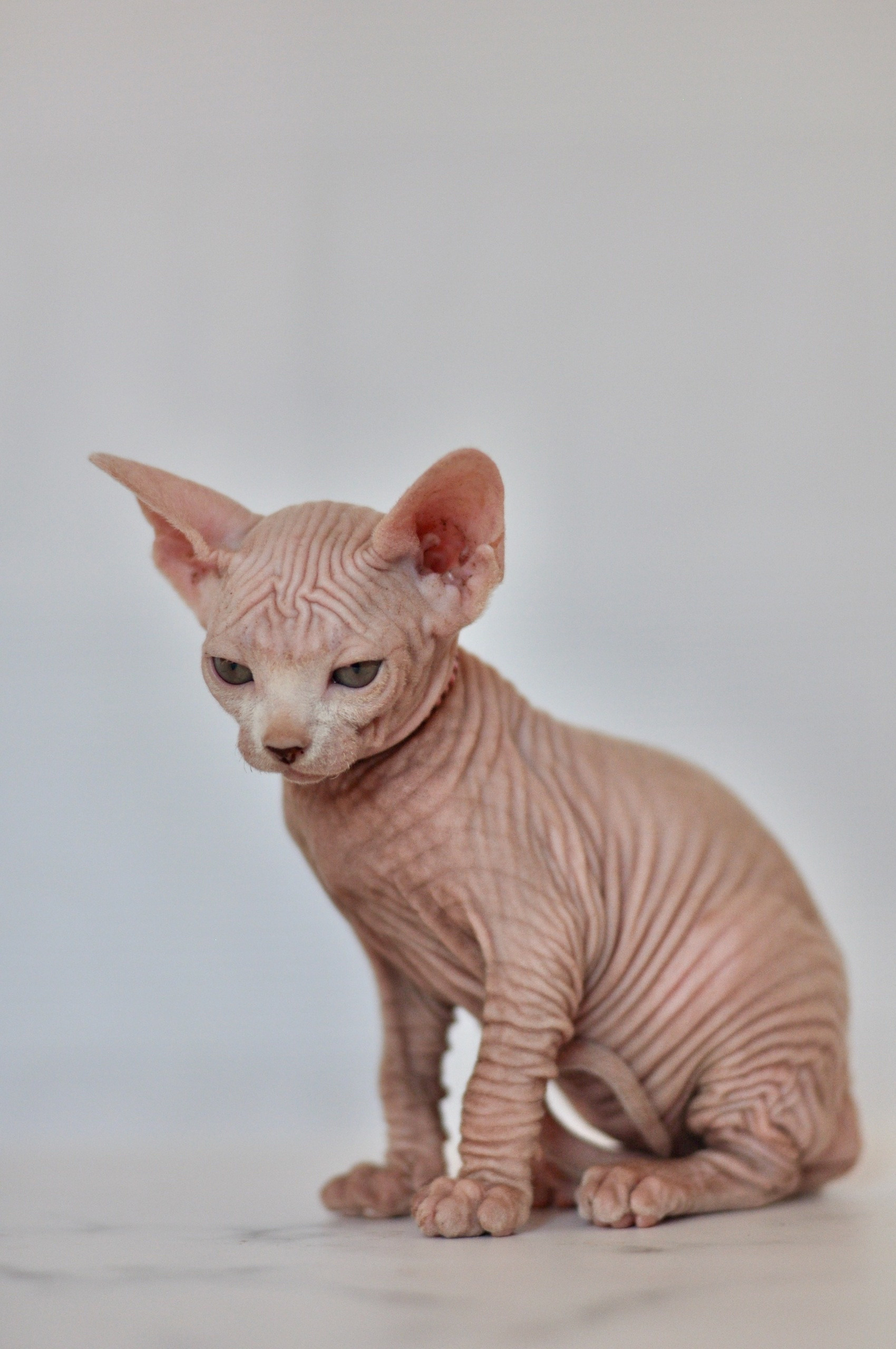 Graduates and Residents of our Cattery. A cattery of Canadian Sphynx breed, located in Limassol, Cyprus