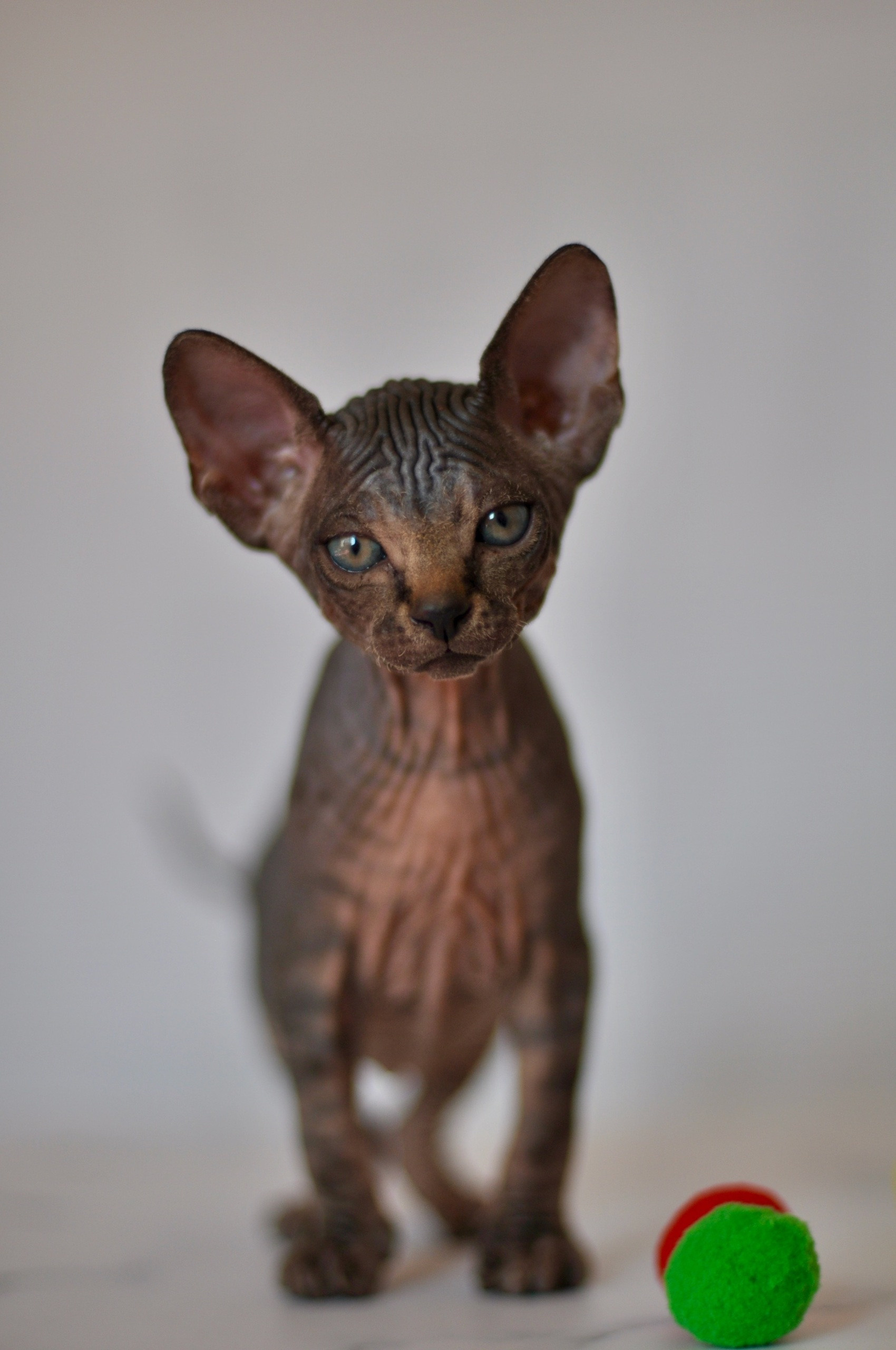 Graduates and Residents of our Cattery. A cattery of Canadian Sphynx breed, located in Limassol, Cyprus