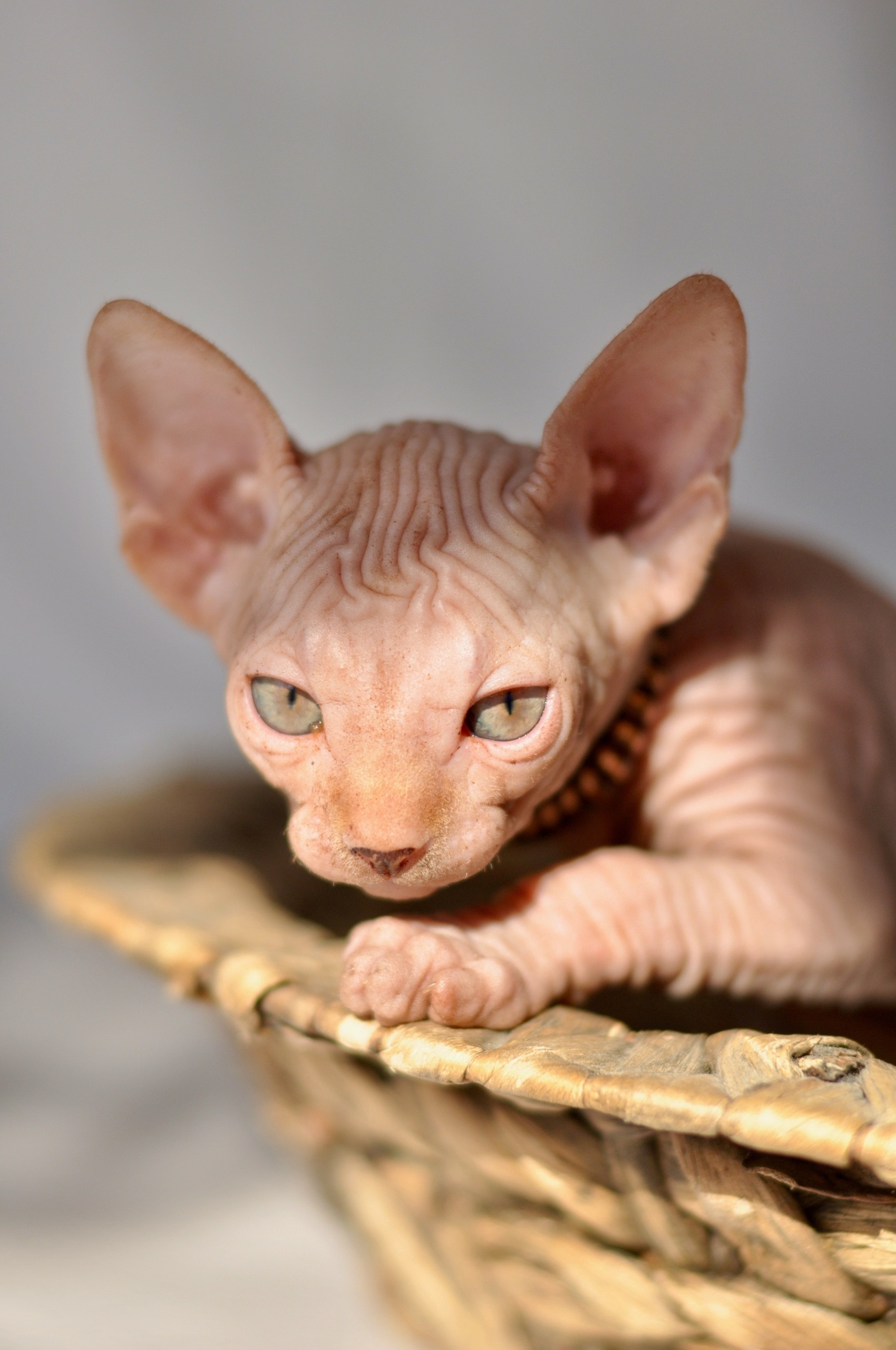 Graduates and Residents of our Cattery. A cattery of Canadian Sphynx breed, located in Limassol, Cyprus