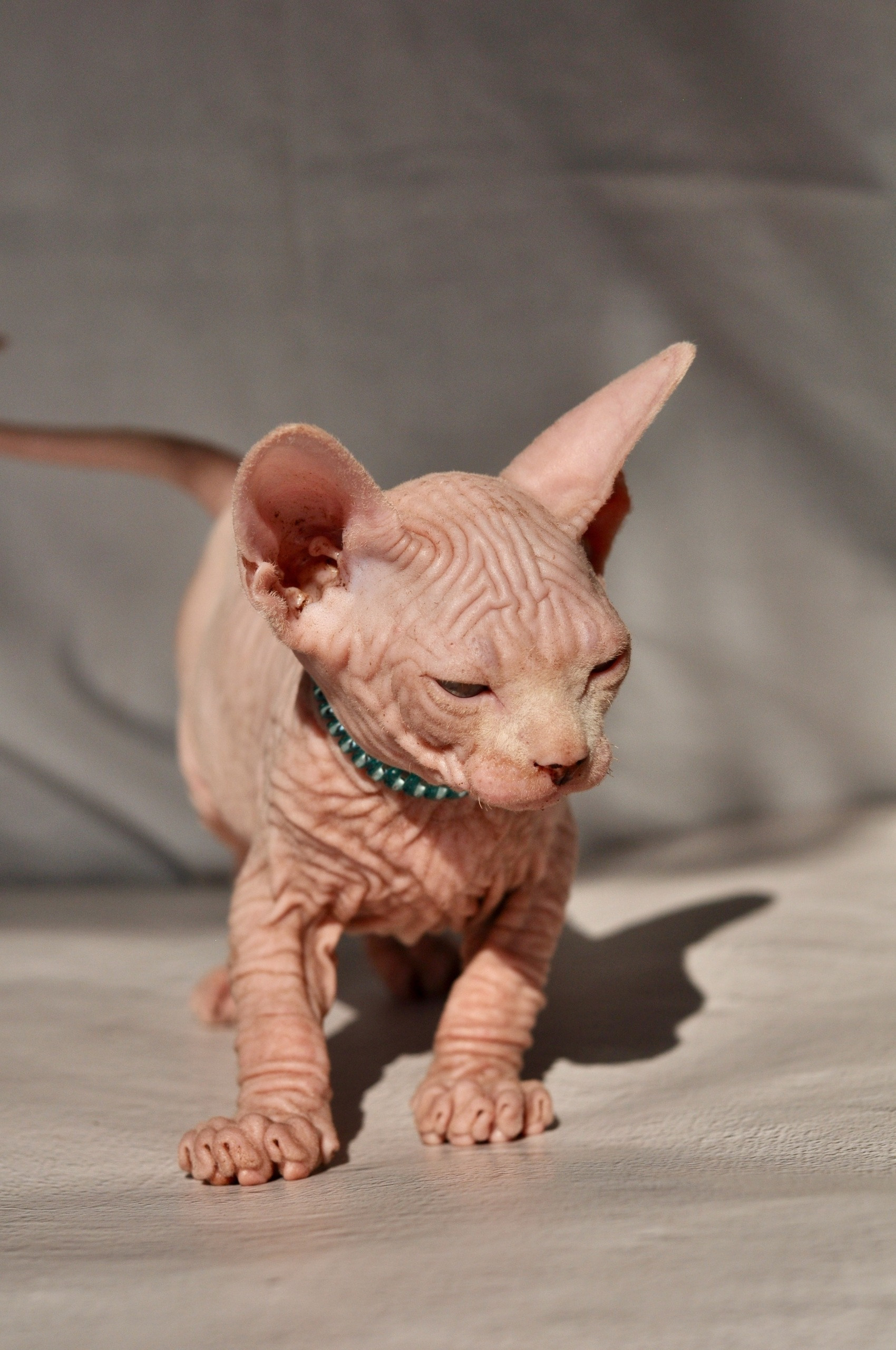 Graduates and Residents of our Cattery. A cattery of Canadian Sphynx breed, located in Limassol, Cyprus