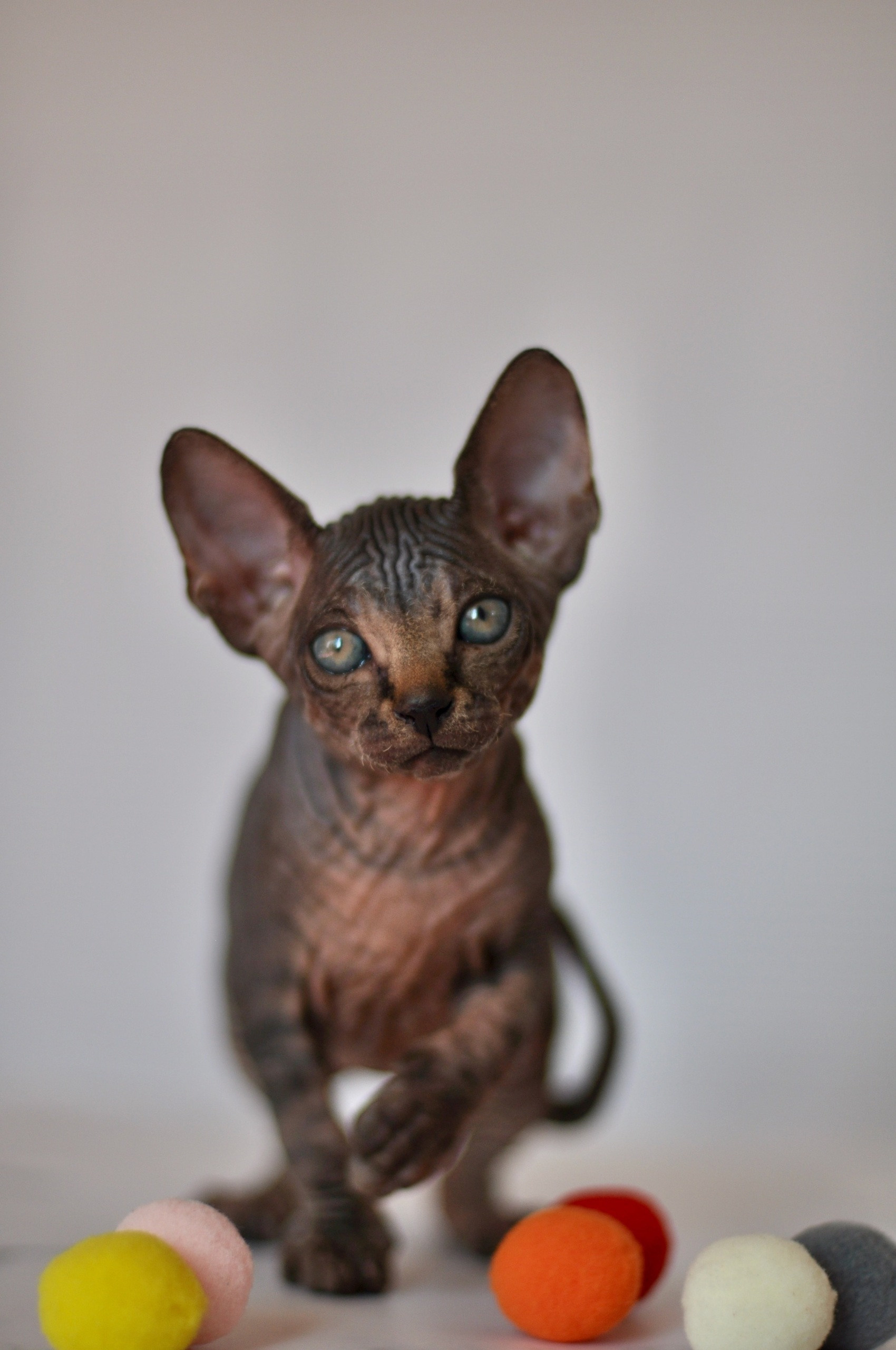 Graduates and Residents of our Cattery. A cattery of Canadian Sphynx breed, located in Limassol, Cyprus