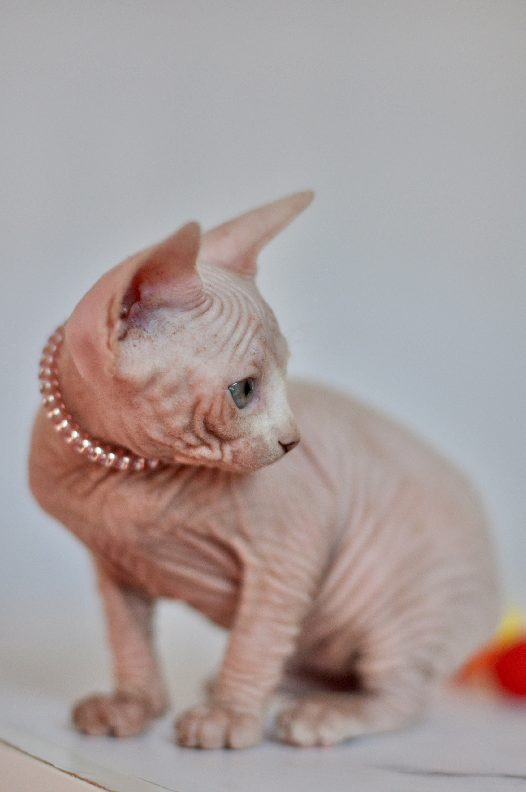 Graduates and Residents of our Cattery. A cattery of Canadian Sphynx breed, located in Limassol, Cyprus