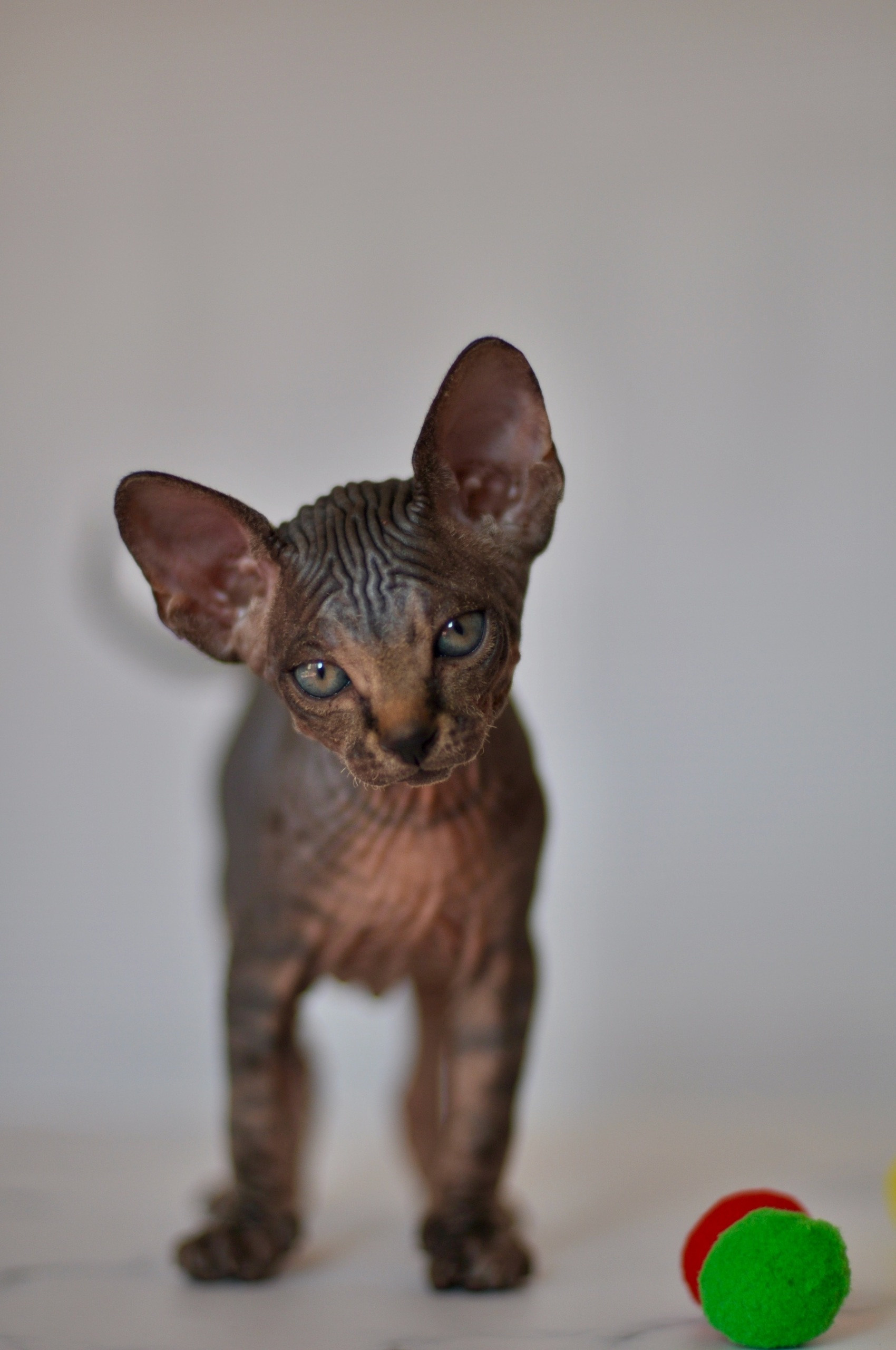 Graduates and Residents of our Cattery. A cattery of Canadian Sphynx breed, located in Limassol, Cyprus
