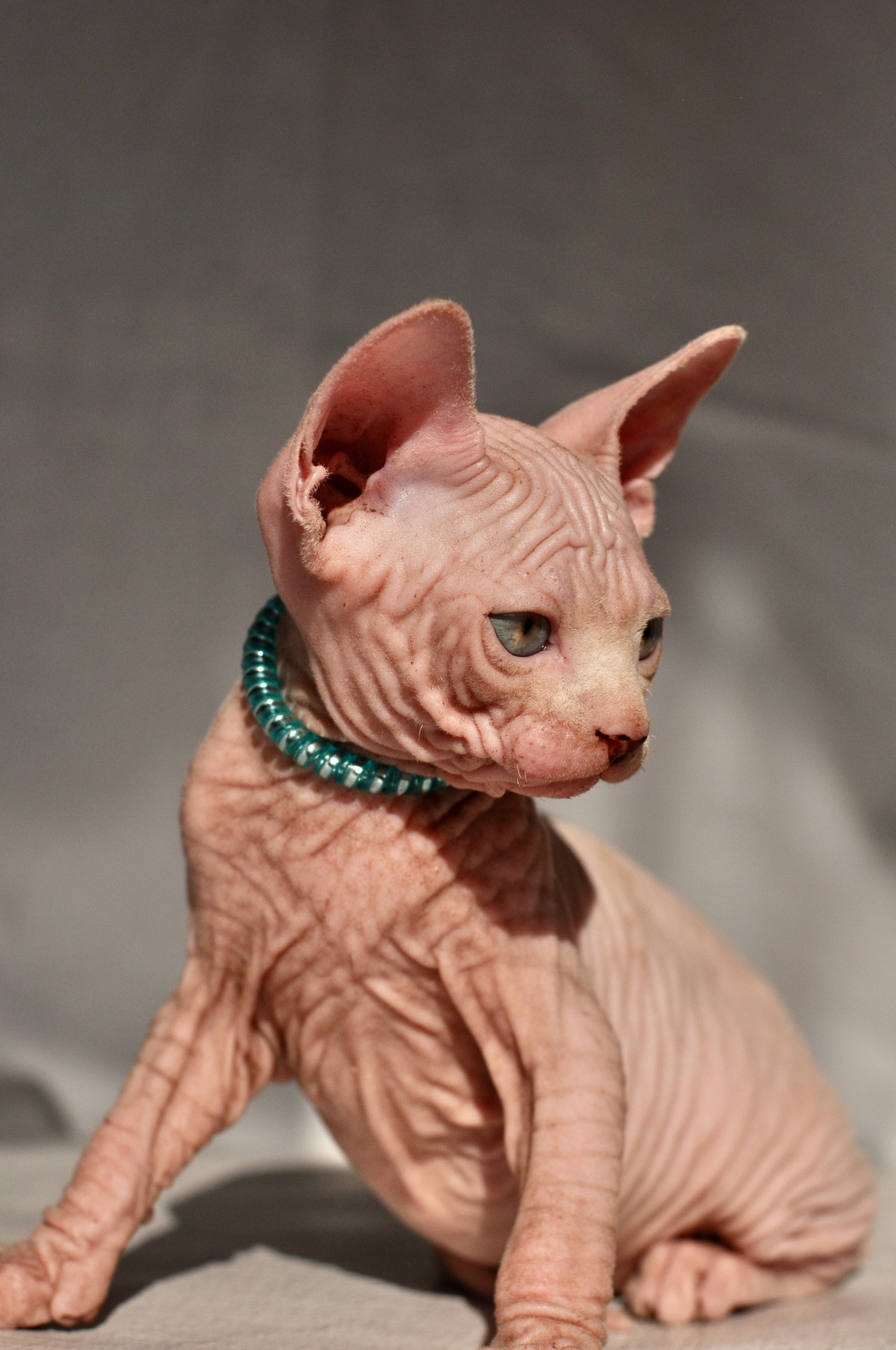 Graduates and Residents of our Cattery. A cattery of Canadian Sphynx breed, located in Limassol, Cyprus