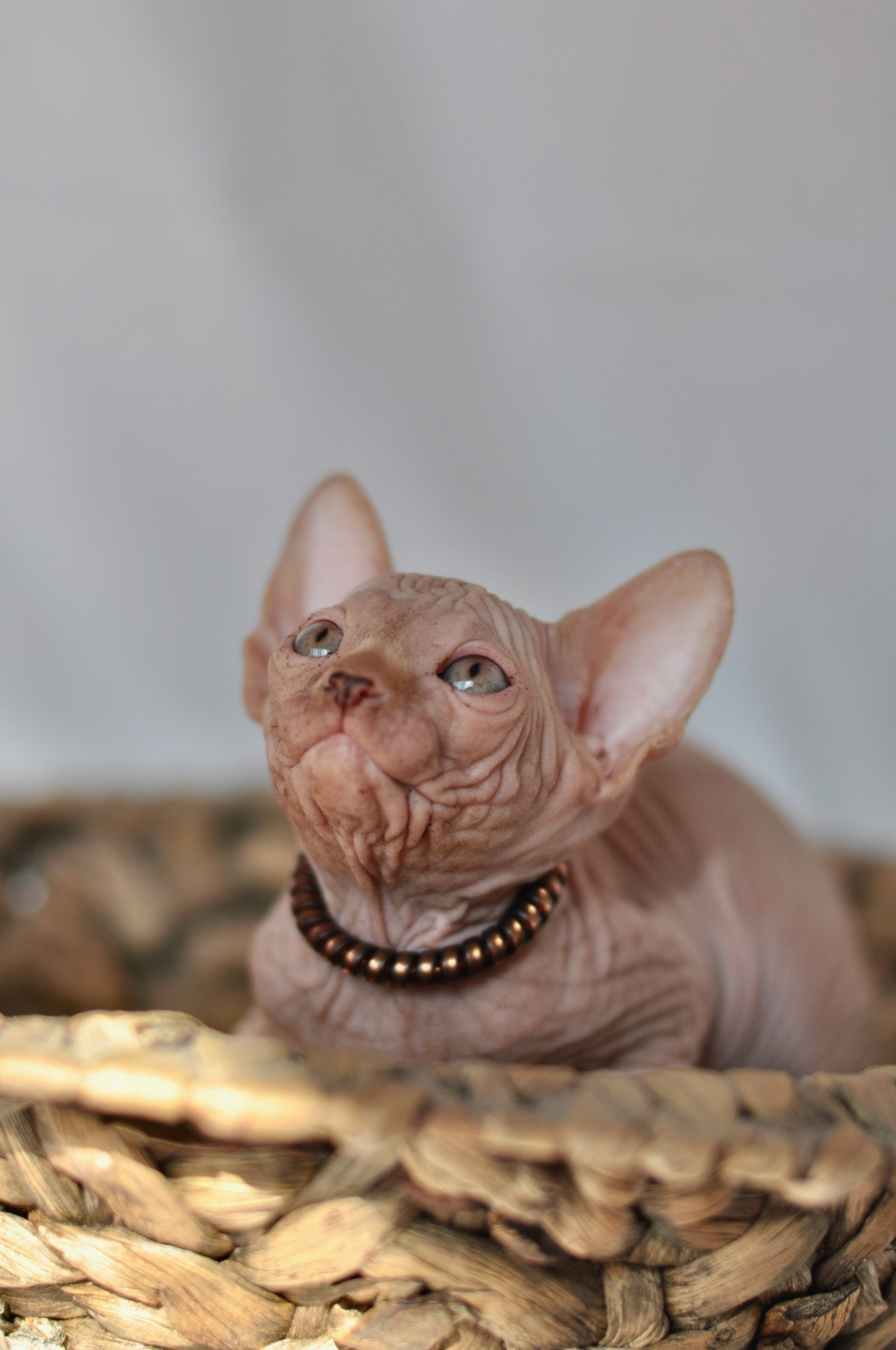Graduates and Residents of our Cattery. A cattery of Canadian Sphynx breed, located in Limassol, Cyprus