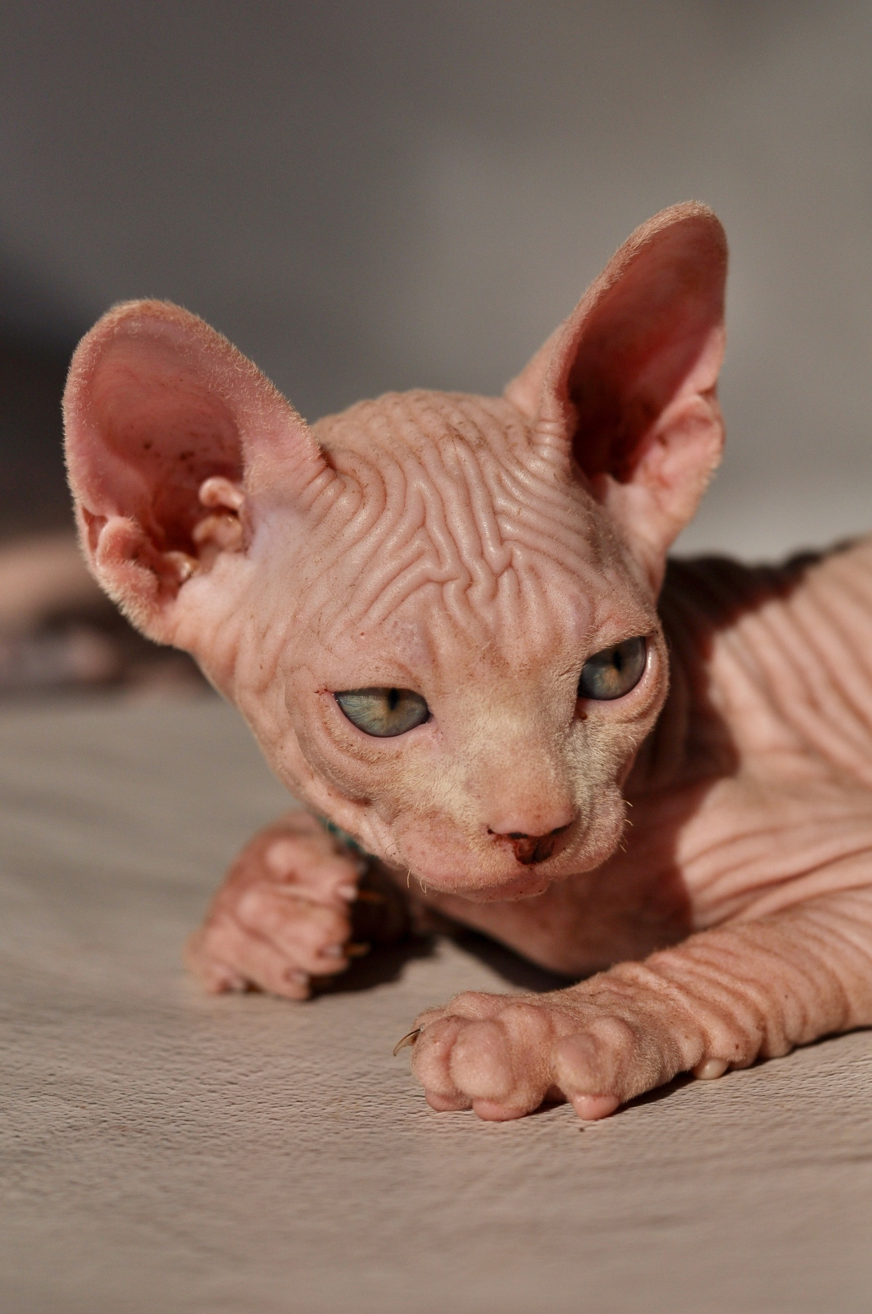 Graduates and Residents of our Cattery. A cattery of Canadian Sphynx breed, located in Limassol, Cyprus