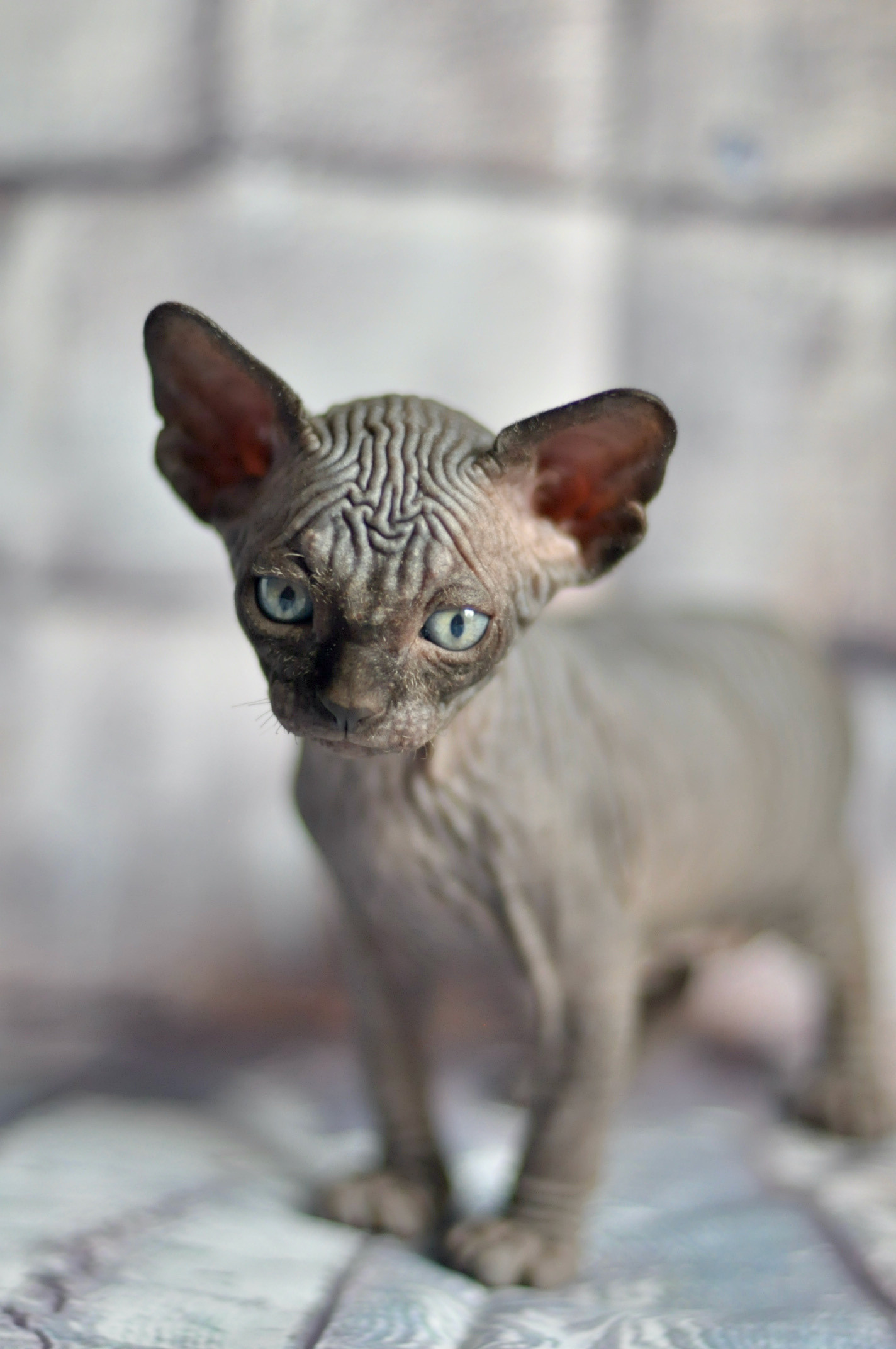 Graduates and Residents of our Cattery. A cattery of Canadian Sphynx breed, located in Limassol, Cyprus