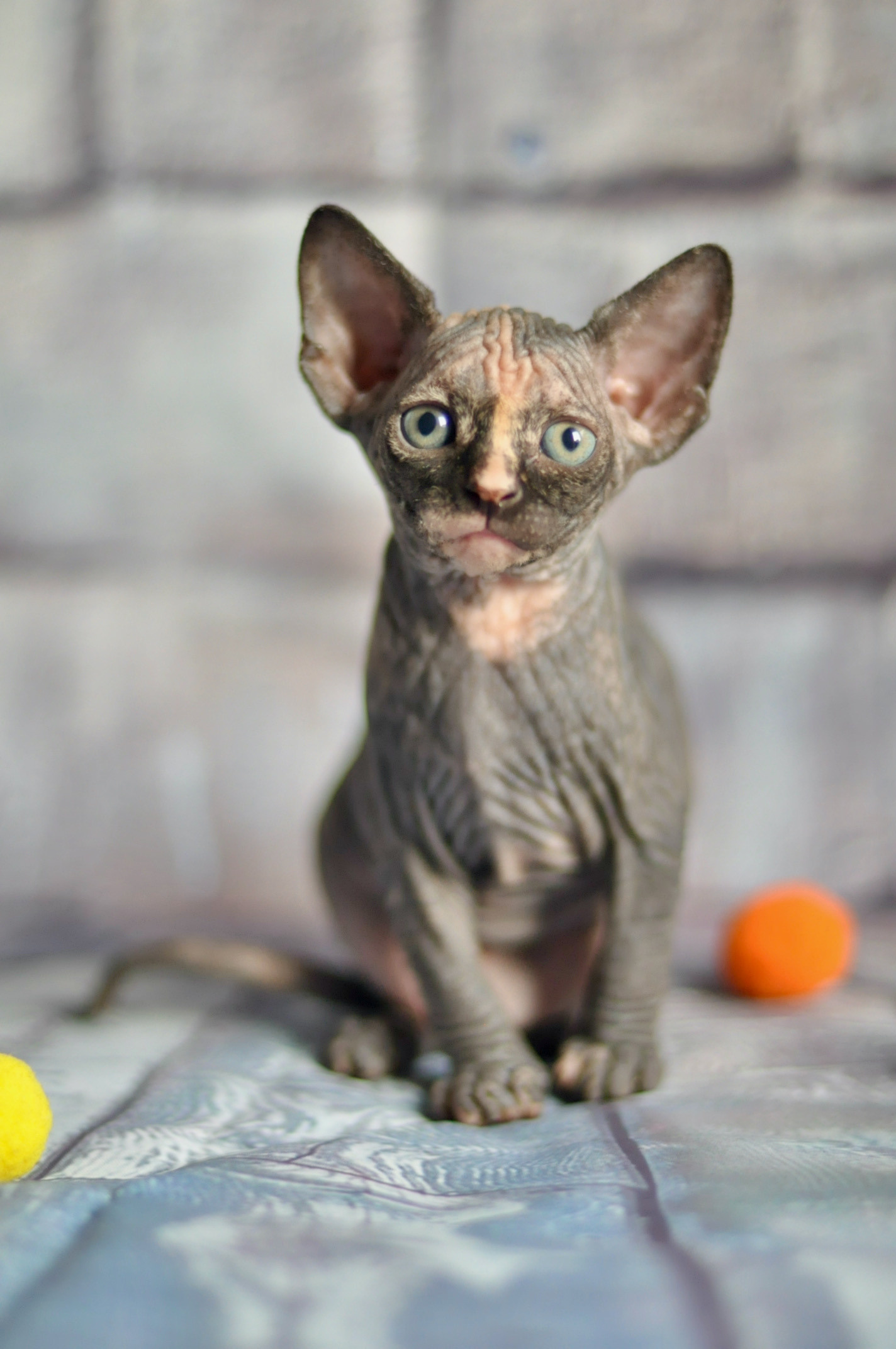 sphynx kittens Boston, sphynx kittens New York, sphynx kittens for sale Boston, sphynx kittens for sale New York