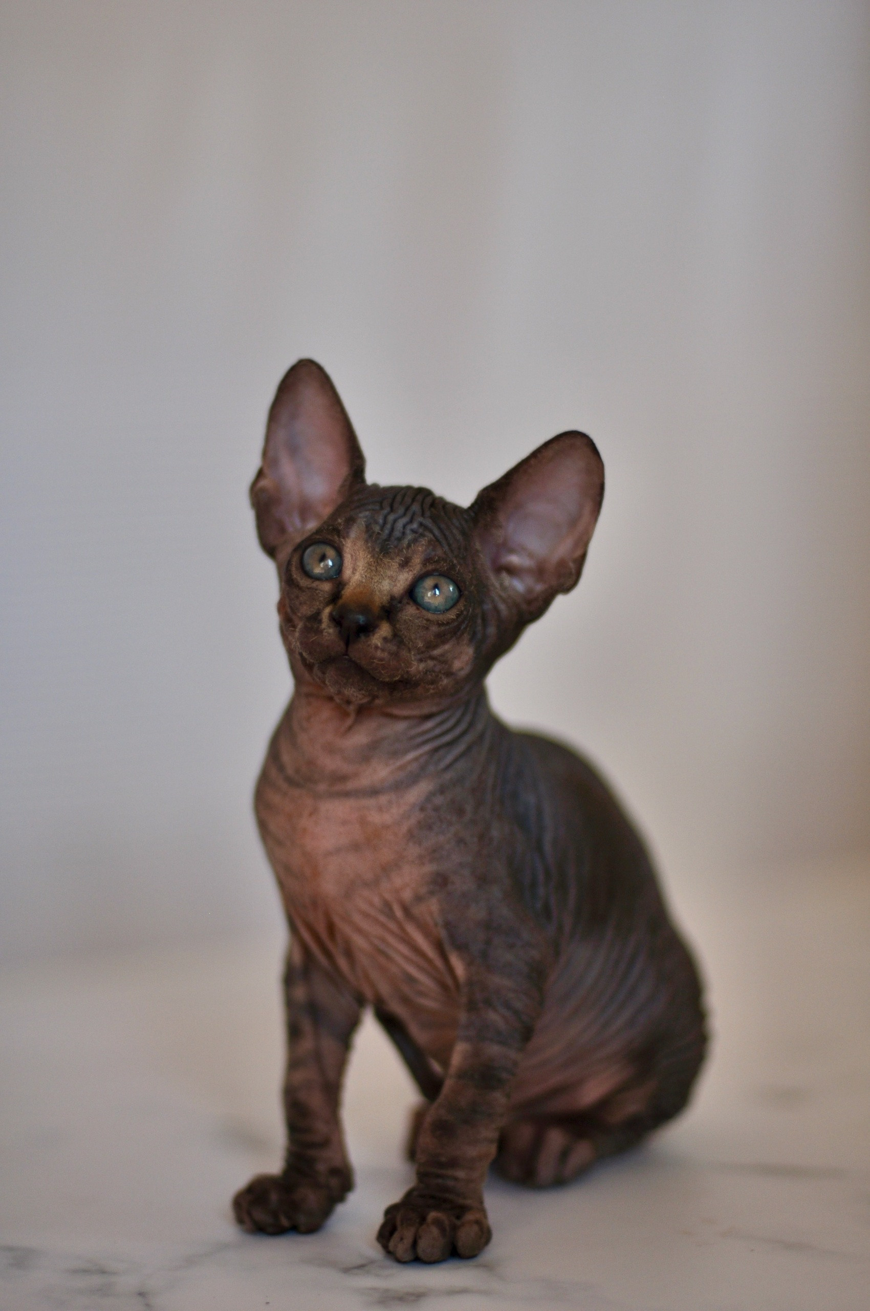 Graduates and Residents of our Cattery. A cattery of Canadian Sphynx breed, located in Limassol, Cyprus