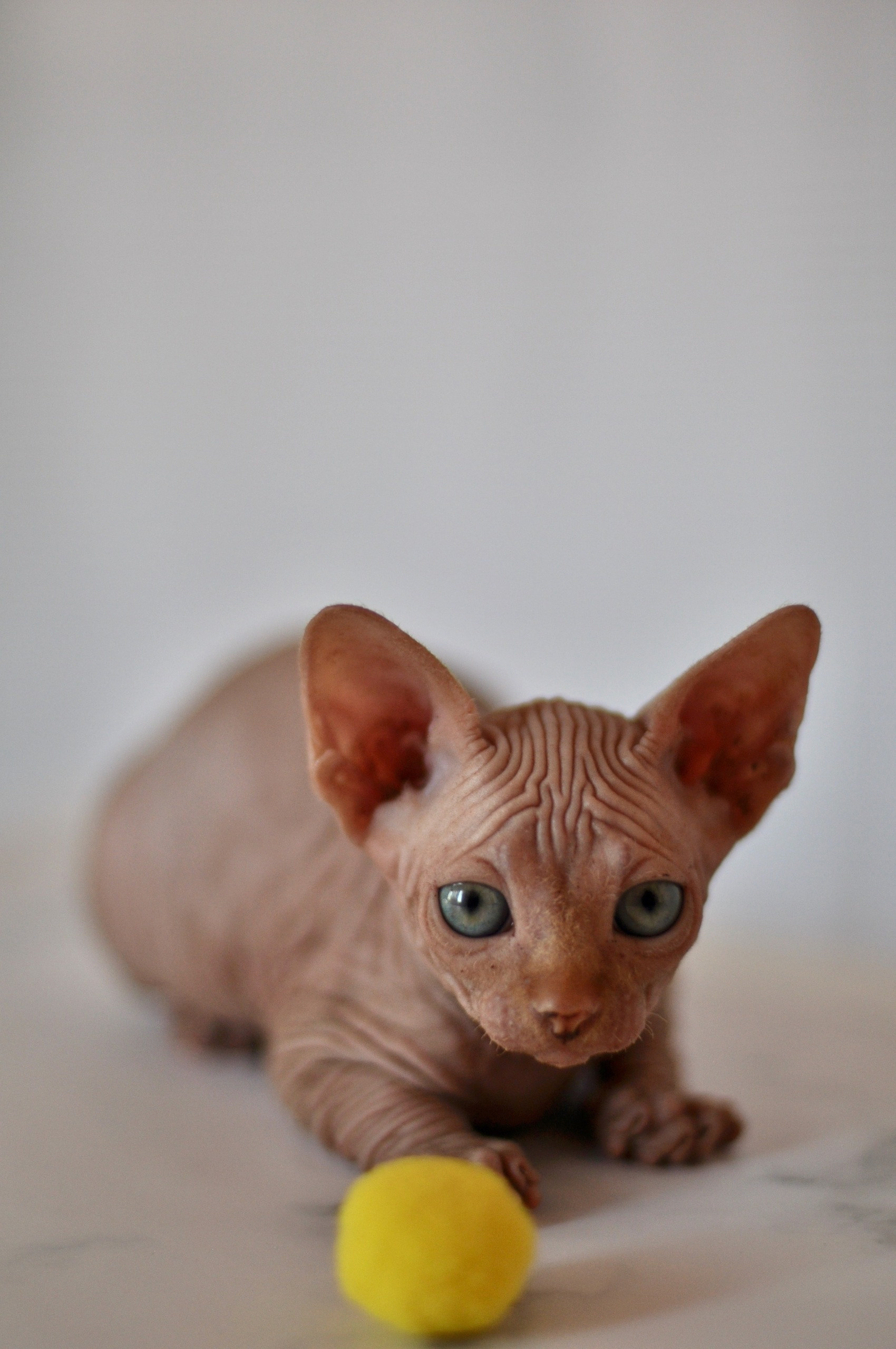 Graduates and Residents of our Cattery. A cattery of Canadian Sphynx breed, located in Limassol, Cyprus