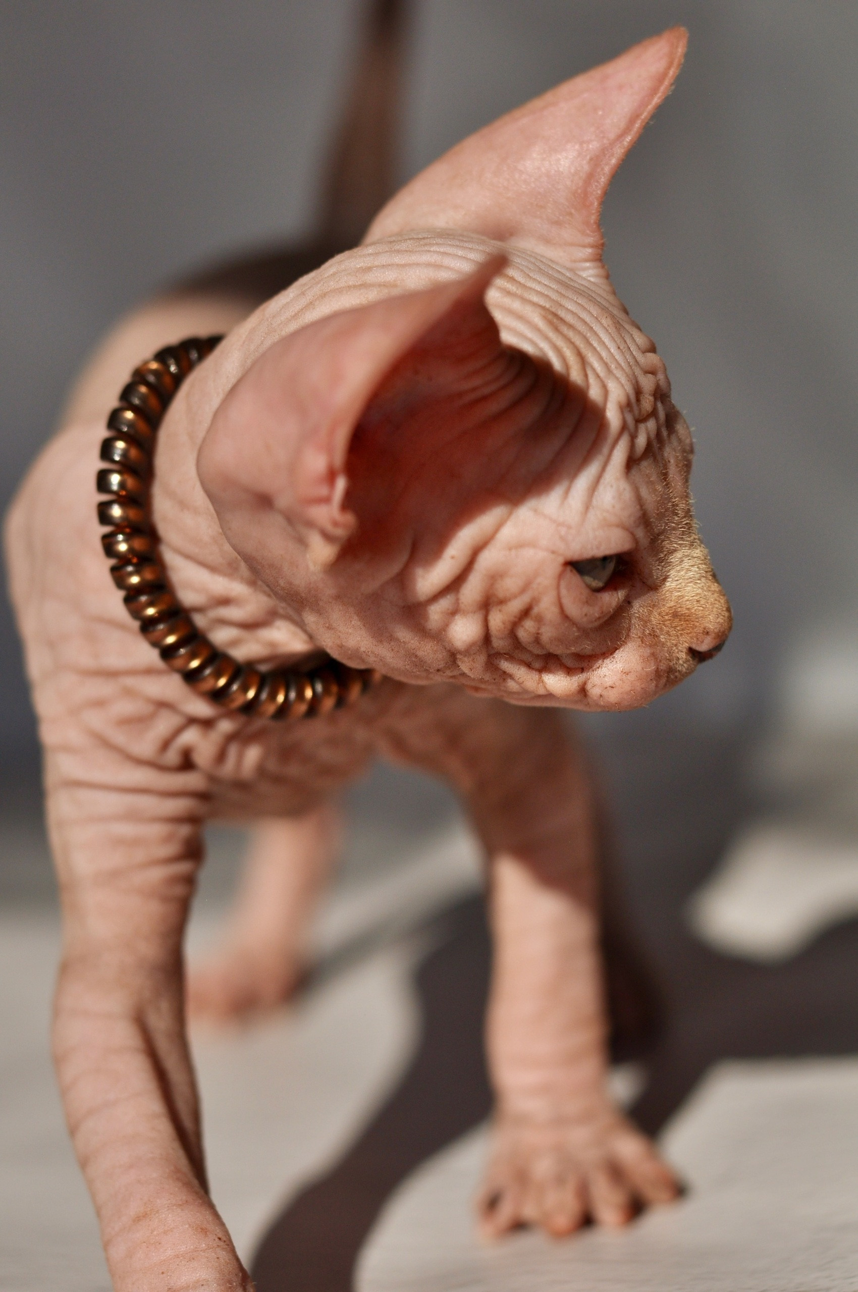 Graduates and Residents of our Cattery. A cattery of Canadian Sphynx breed, located in Limassol, Cyprus