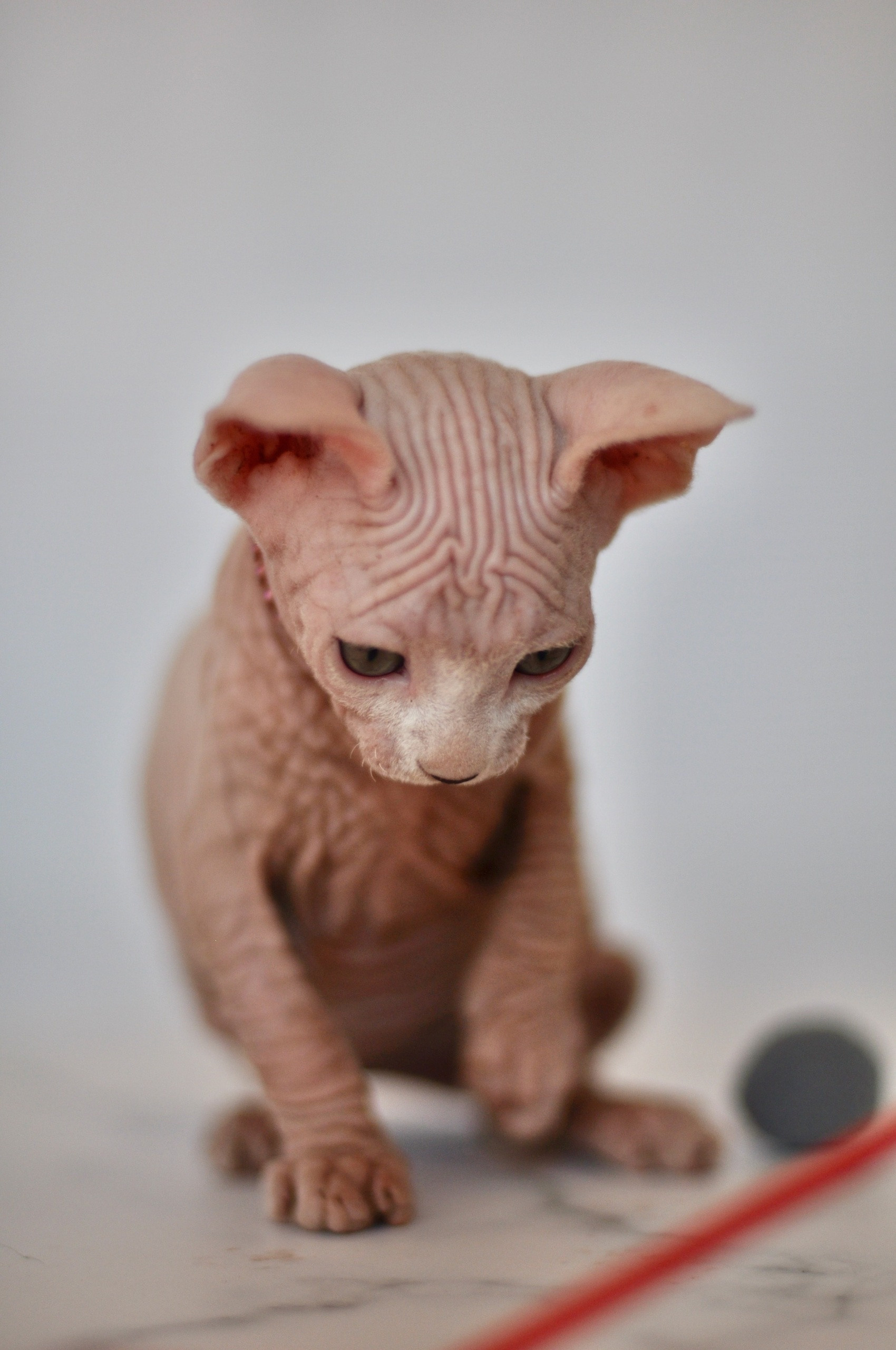 Graduates and Residents of our Cattery. A cattery of Canadian Sphynx breed, located in Limassol, Cyprus