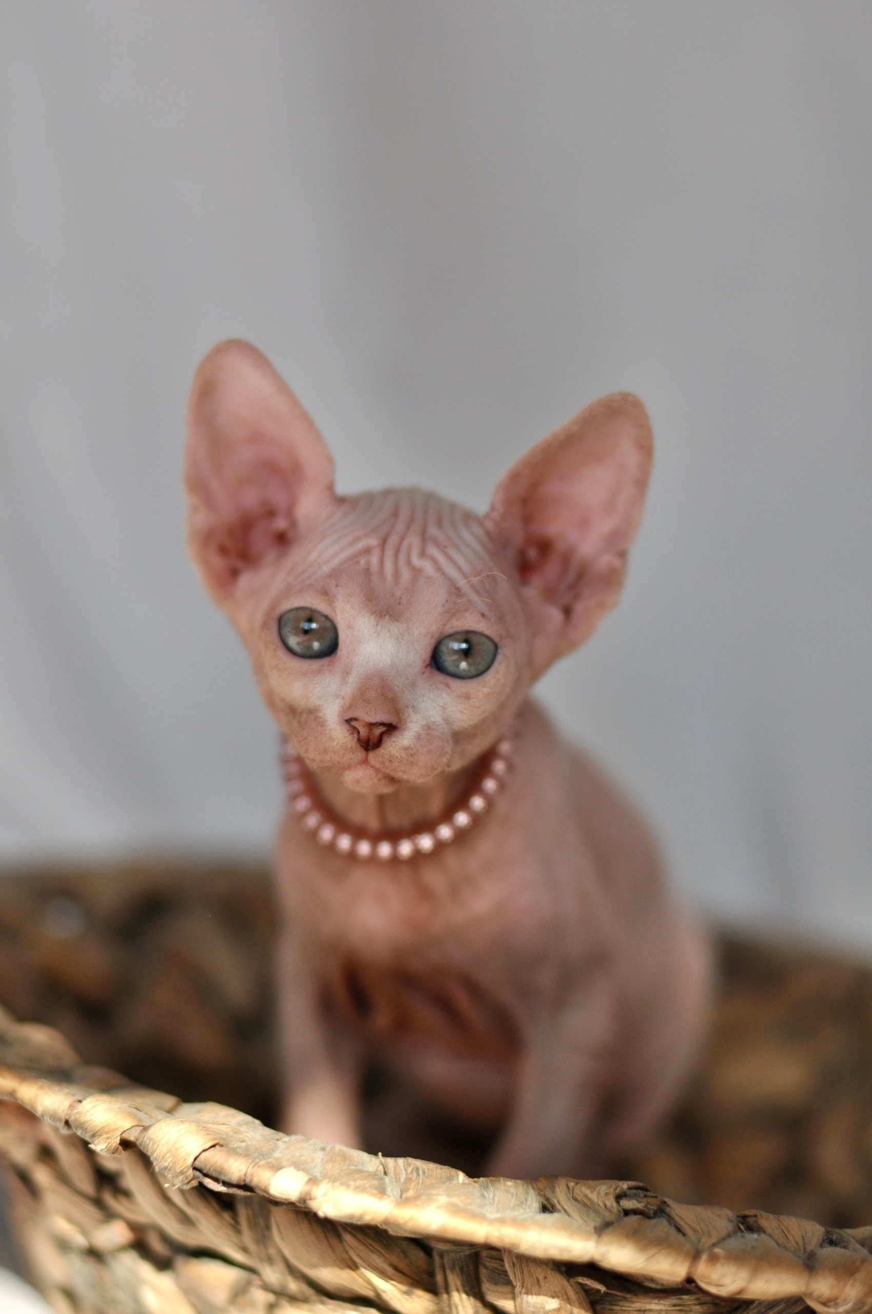 Graduates and Residents of our Cattery. A cattery of Canadian Sphynx breed, located in Limassol, Cyprus