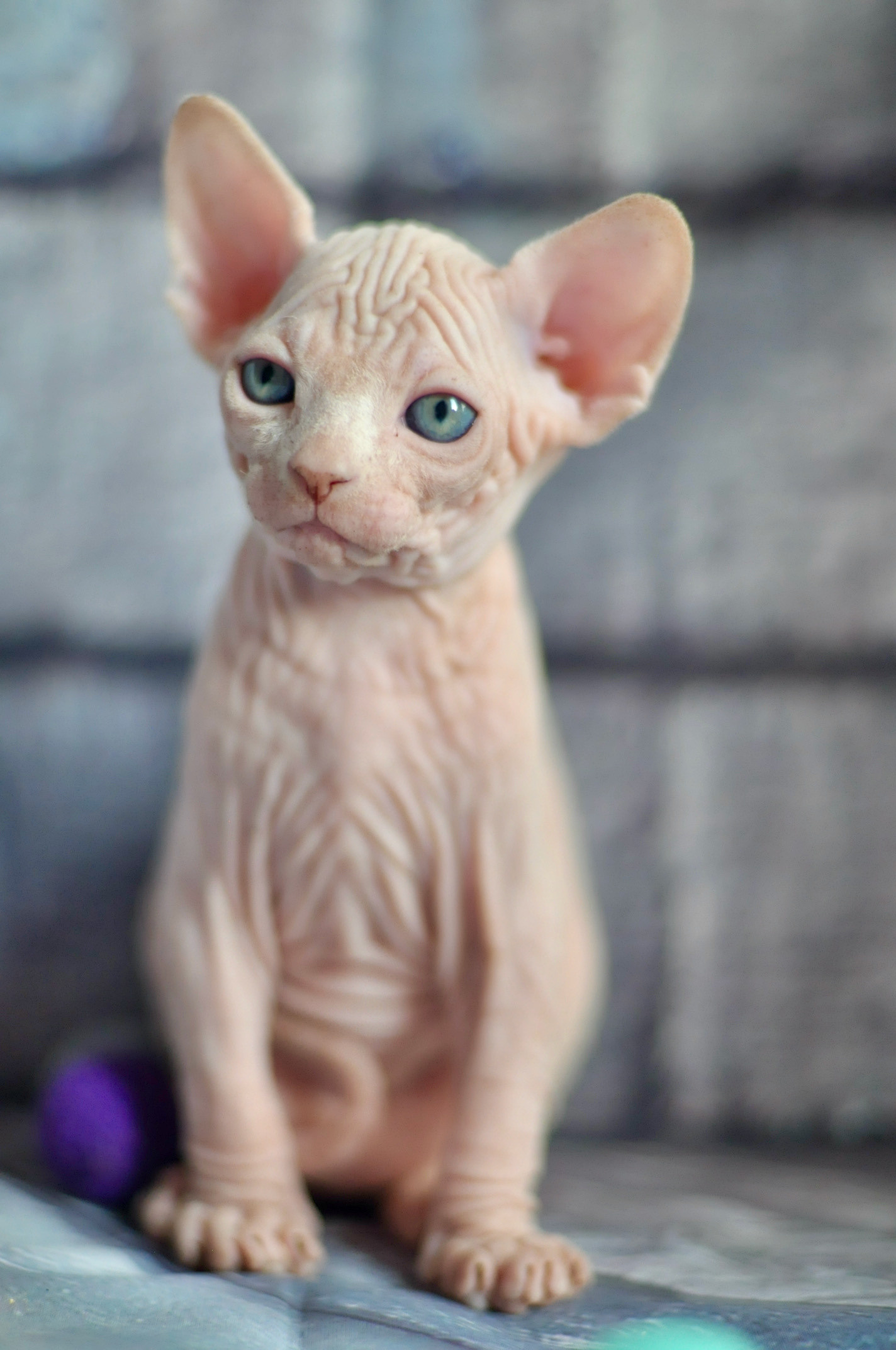 Sphynx kittens UK, Sphynx kittens United Kingdom, Sphynx kittens GB, Sphynx kittens Great Britain, Sphynx kittens London, Sphynx UK, Sphynx United Kingdom, Sphynx GB, Sphynx Great Britain, Sphynx London