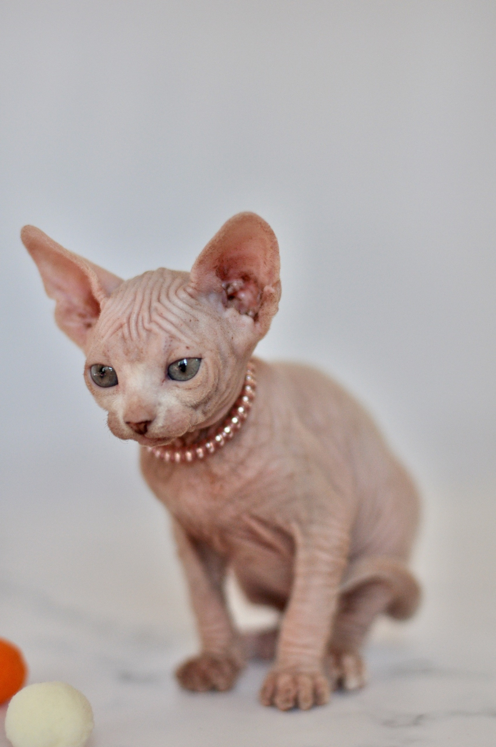 Graduates and Residents of our Cattery. A cattery of Canadian Sphynx breed, located in Limassol, Cyprus