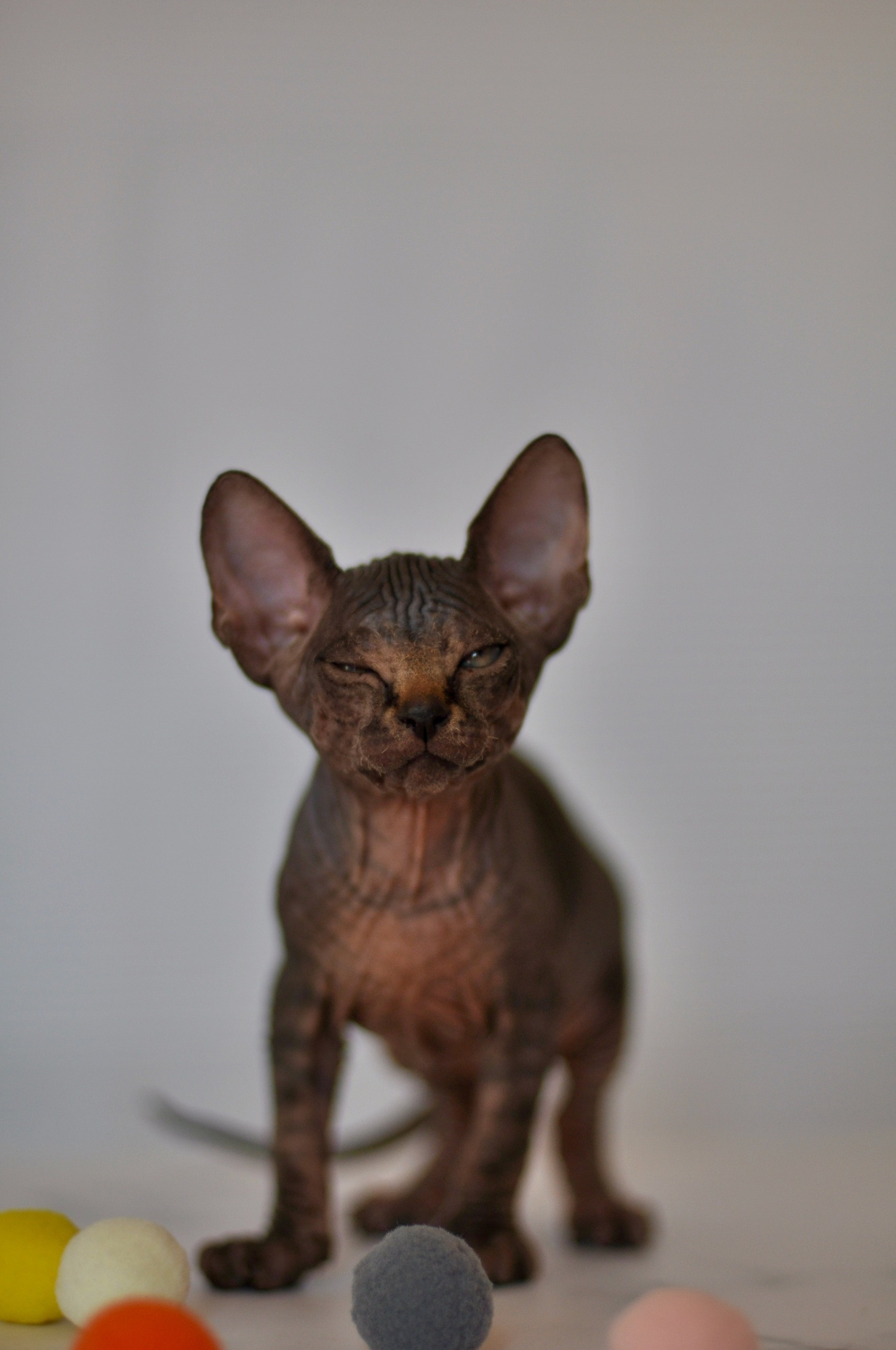 Graduates and Residents of our Cattery. A cattery of Canadian Sphynx breed, located in Limassol, Cyprus