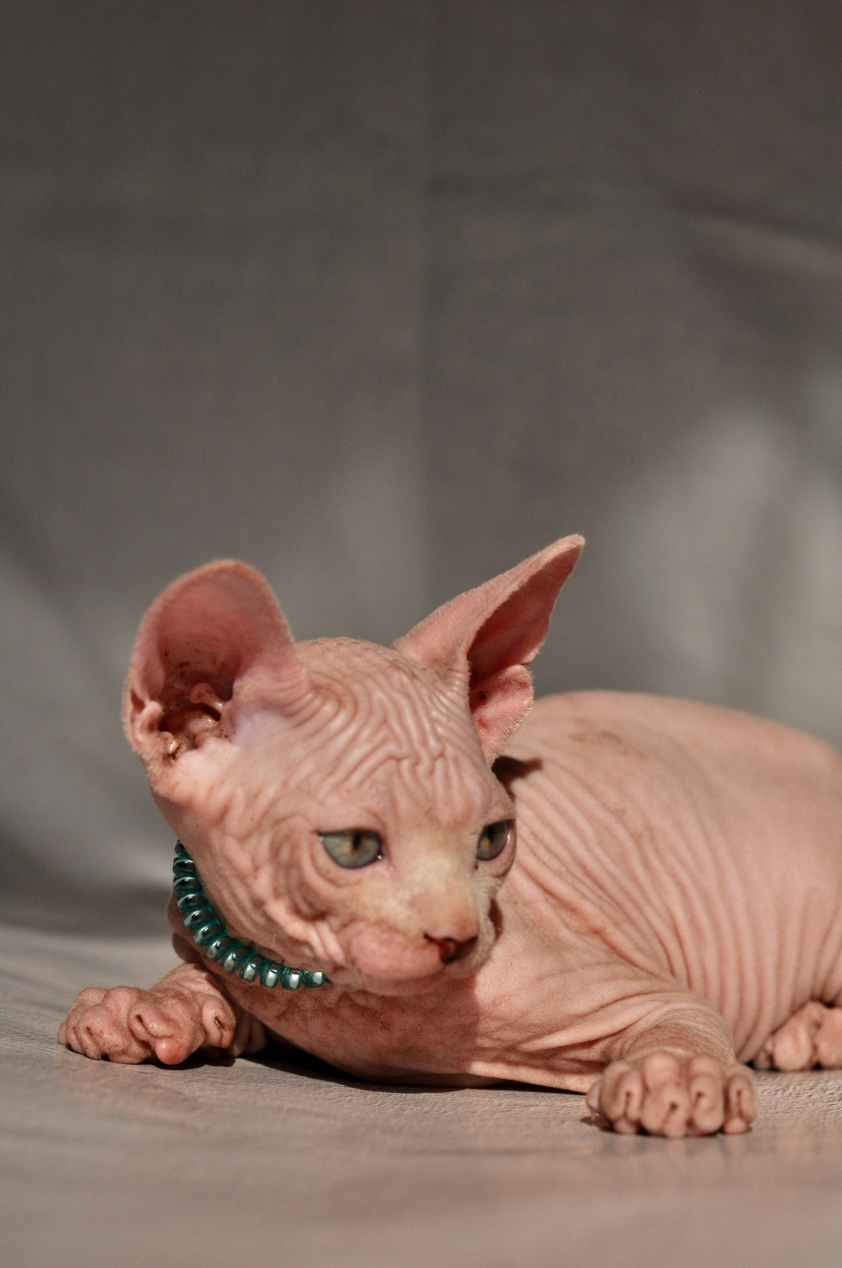 Graduates and Residents of our Cattery. A cattery of Canadian Sphynx breed, located in Limassol, Cyprus