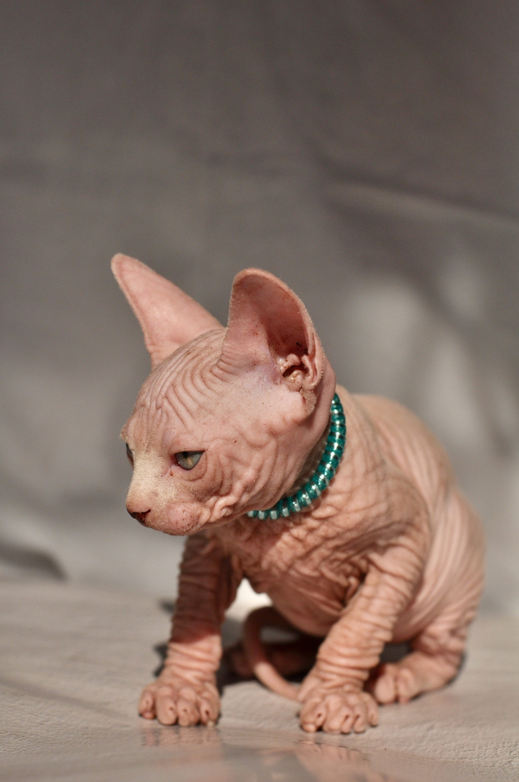 Graduates and Residents of our Cattery. A cattery of Canadian Sphynx breed, located in Limassol, Cyprus