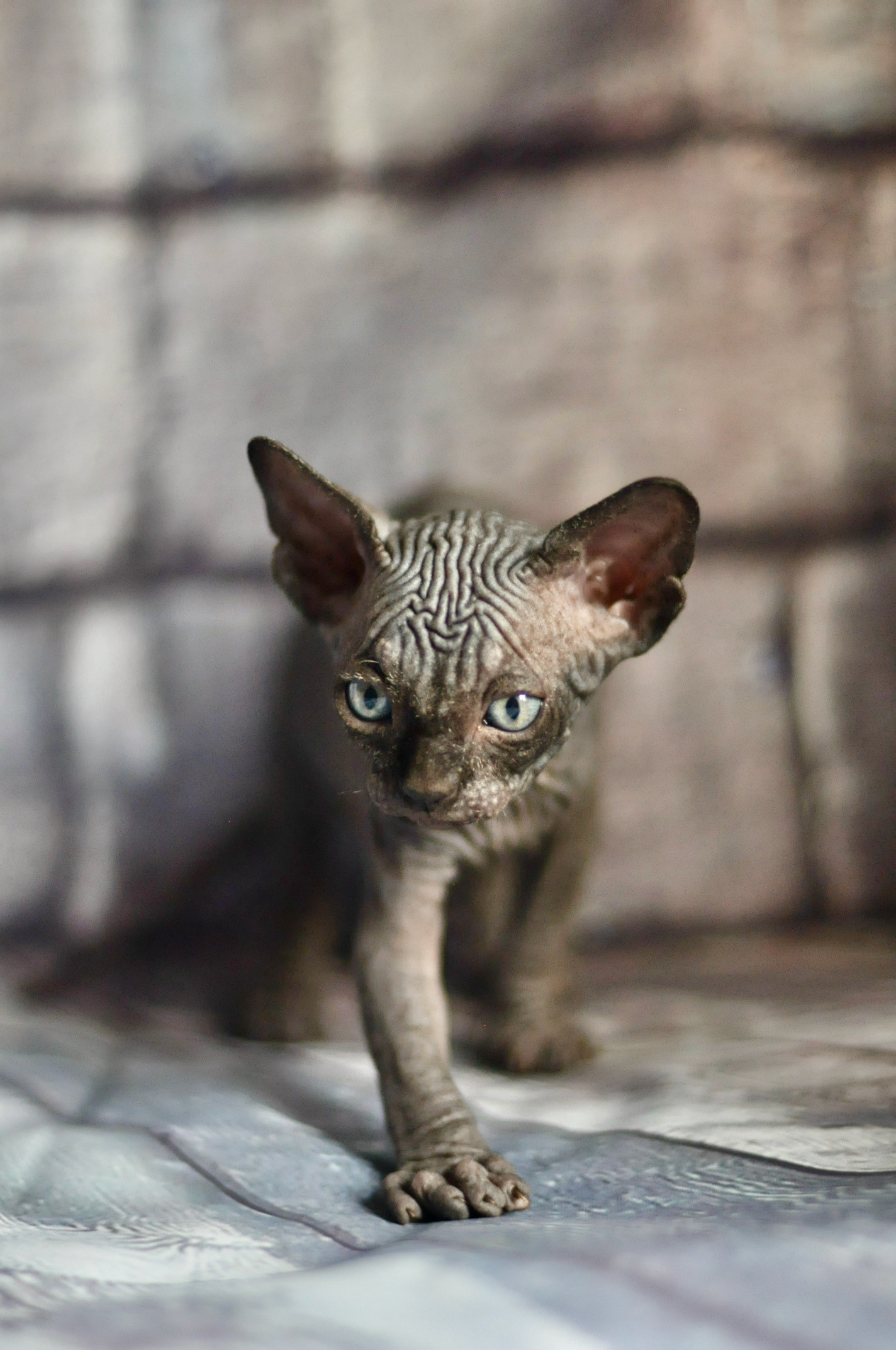 Graduates and Residents of our Cattery. A cattery of Canadian Sphynx breed, located in Limassol, Cyprus