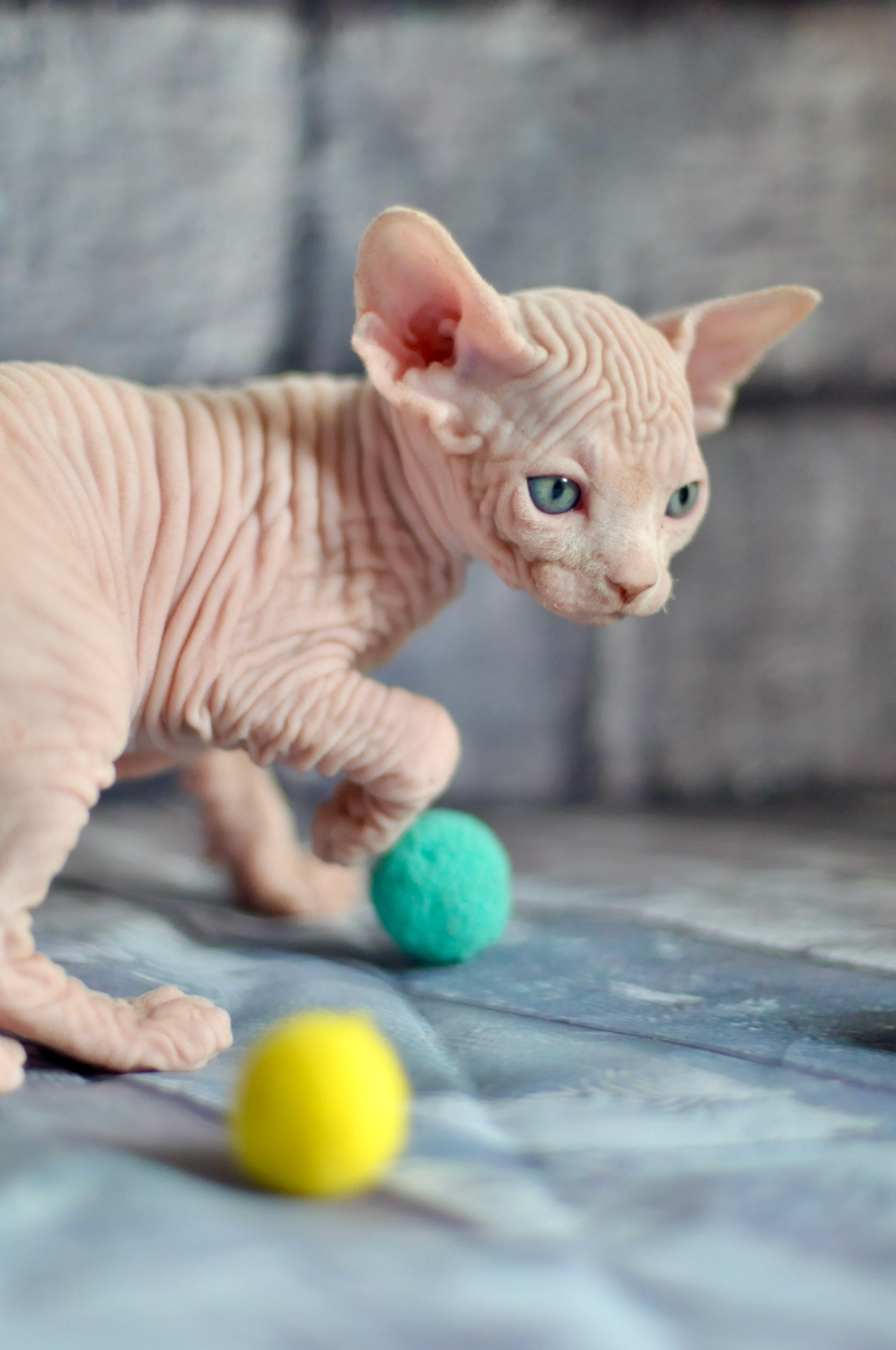 Sphynx kittens UK, Sphynx kittens United Kingdom, Sphynx kittens GB, Sphynx kittens Great Britain, Sphynx kittens London, Sphynx UK, Sphynx United Kingdom, Sphynx GB, Sphynx Great Britain, Sphynx London