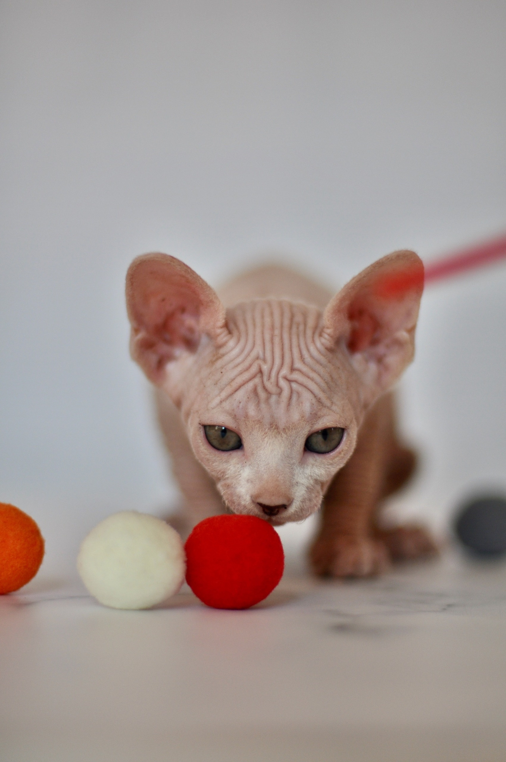 Graduates and Residents of our Cattery. A cattery of Canadian Sphynx breed, located in Limassol, Cyprus