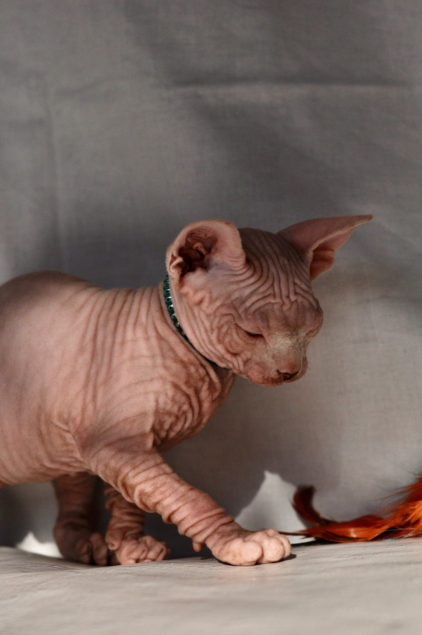 Graduates and Residents of our Cattery. A cattery of Canadian Sphynx breed, located in Limassol, Cyprus