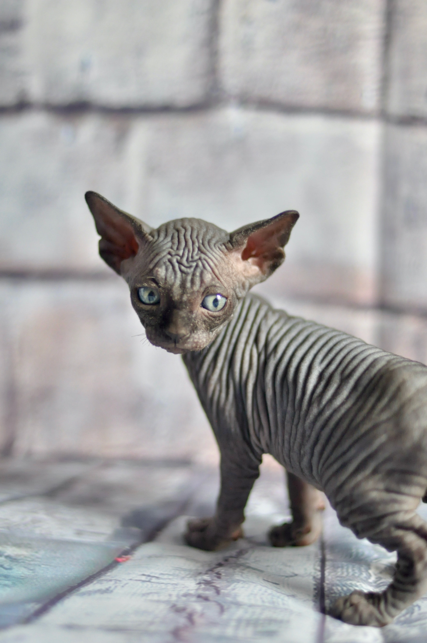 Graduates and Residents of our Cattery. A cattery of Canadian Sphynx breed, located in Limassol, Cyprus