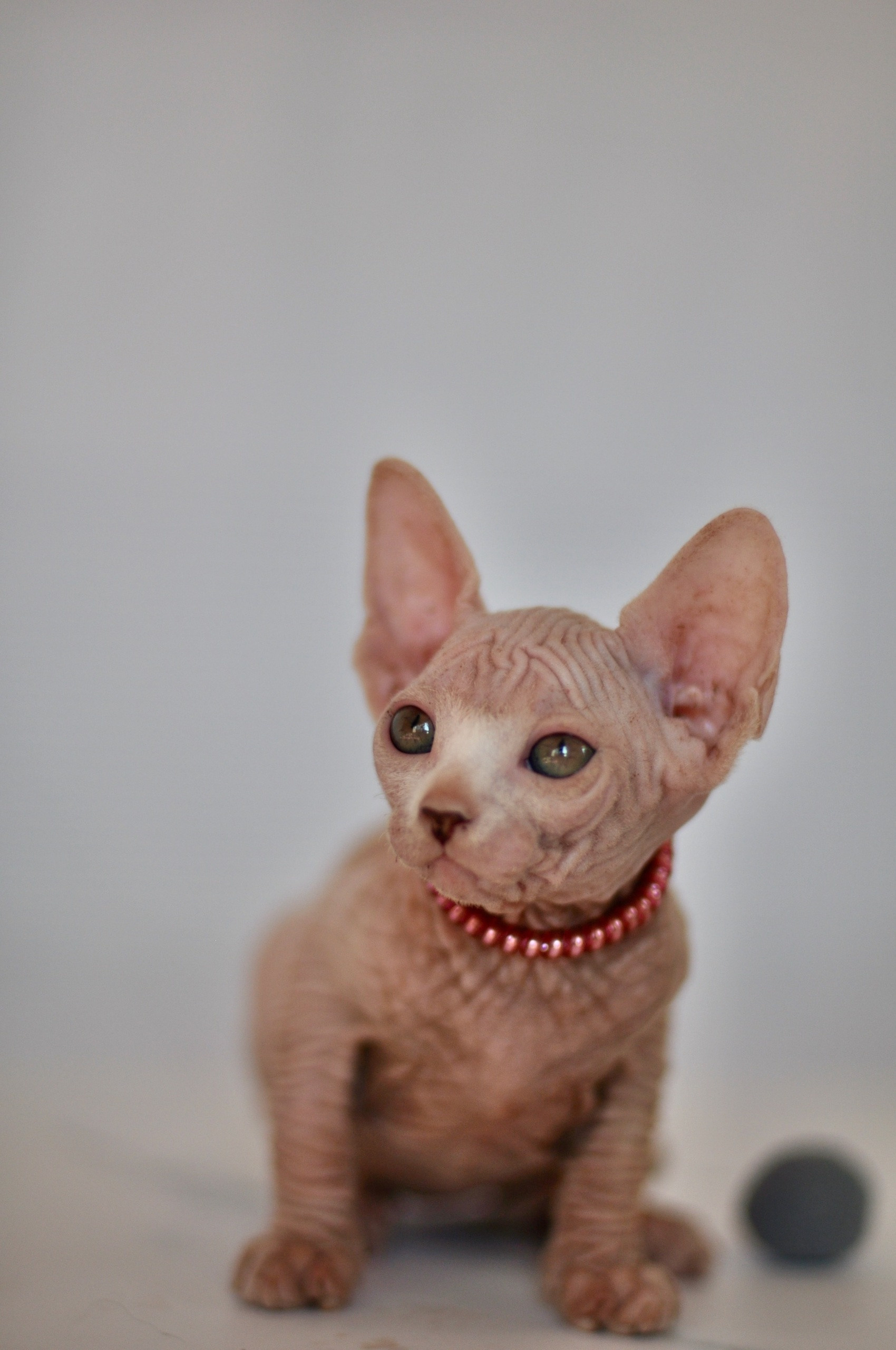 Graduates and Residents of our Cattery. A cattery of Canadian Sphynx breed, located in Limassol, Cyprus