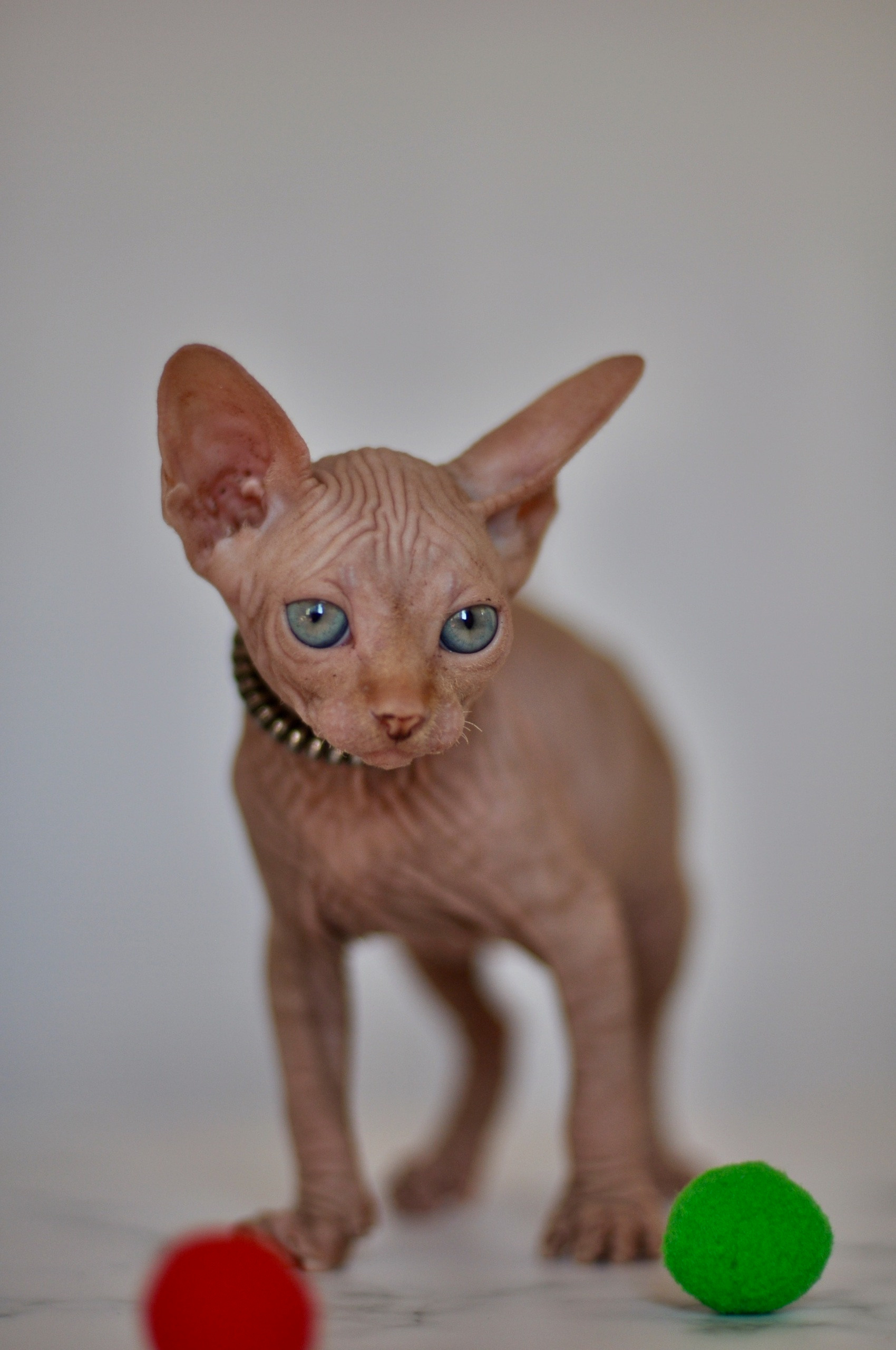 Graduates and Residents of our Cattery. A cattery of Canadian Sphynx breed, located in Limassol, Cyprus