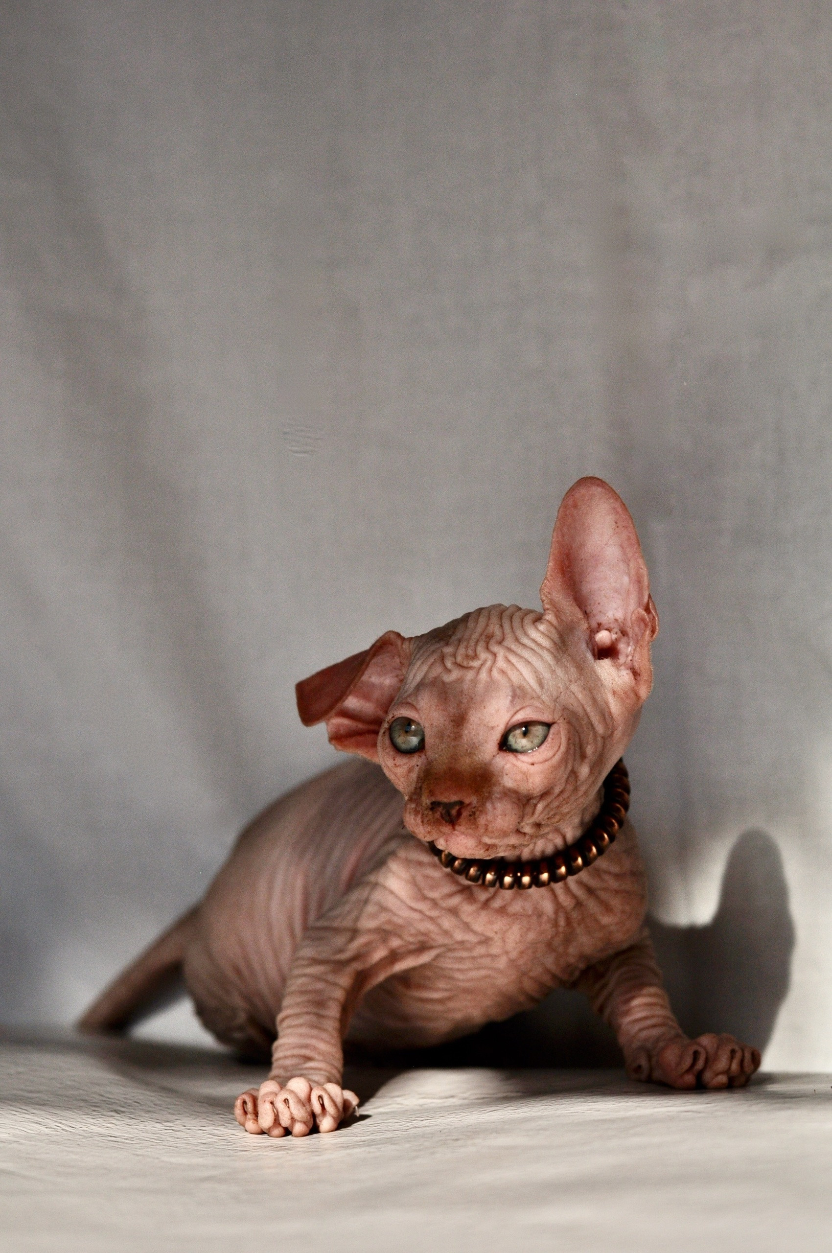 Graduates and Residents of our Cattery. A cattery of Canadian Sphynx breed, located in Limassol, Cyprus