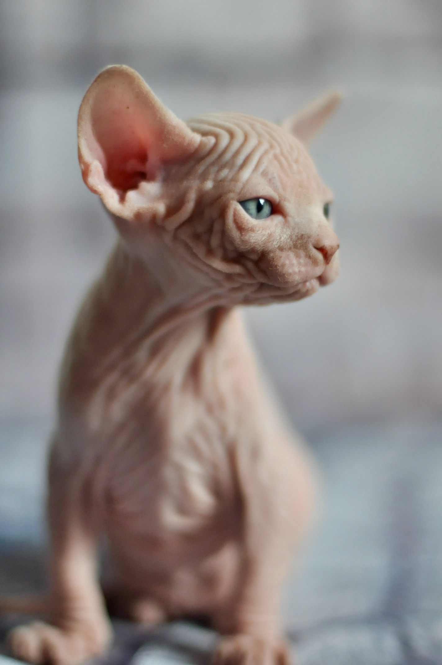 sphynx London, Birmingham, sphynx cat for sale London, sphynx cat for sale Birmingham