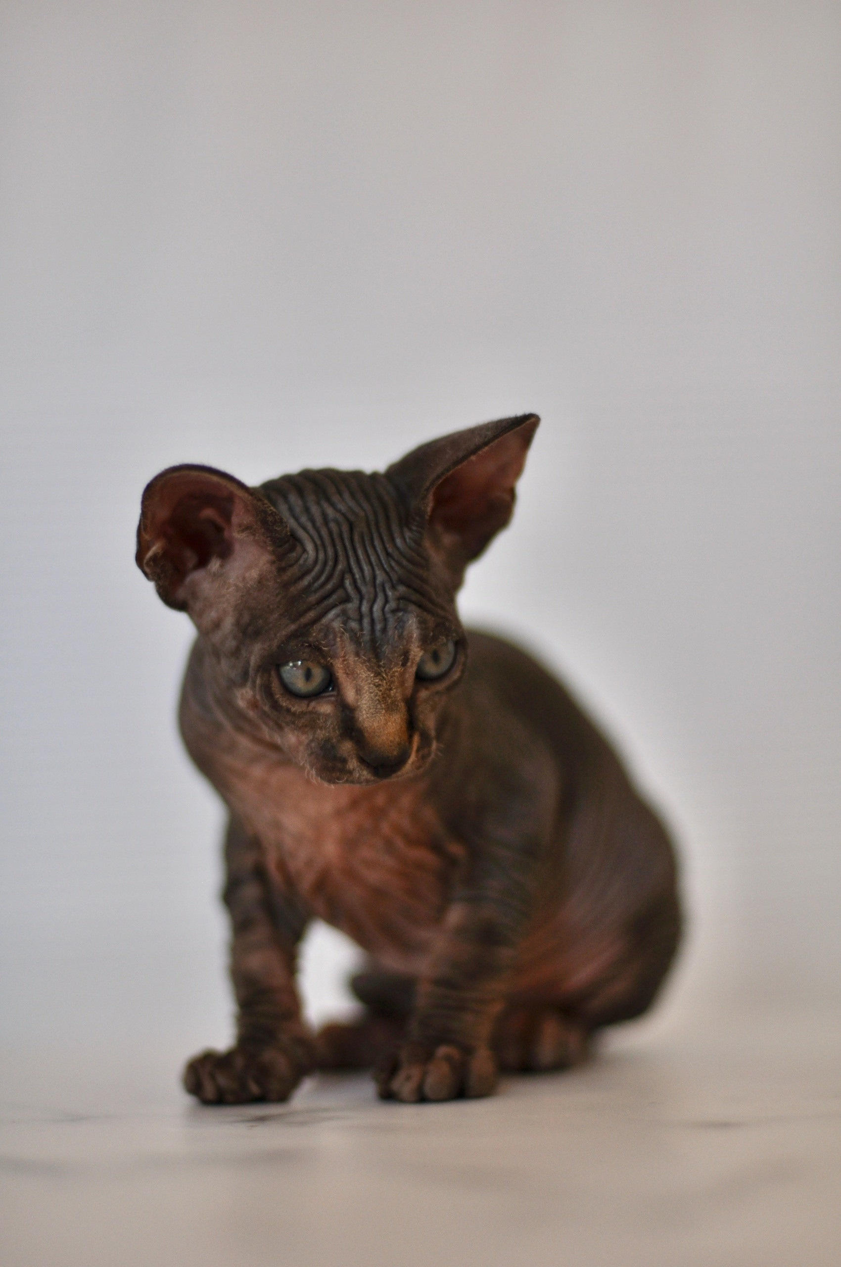 Graduates and Residents of our Cattery. A cattery of Canadian Sphynx breed, located in Limassol, Cyprus