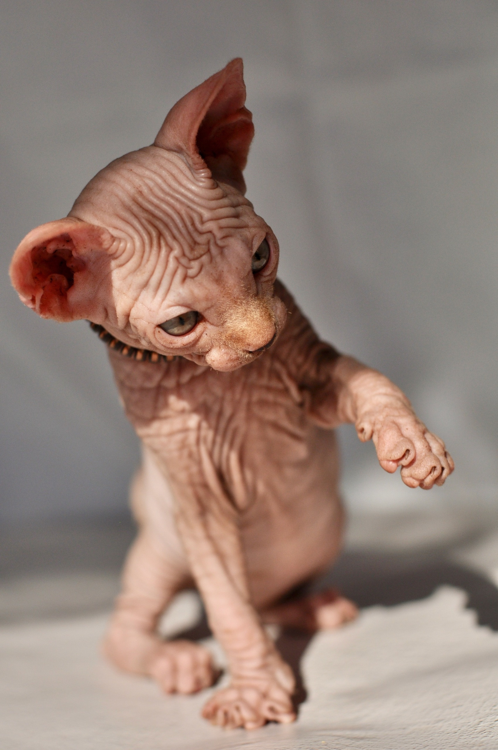 Graduates and Residents of our Cattery. A cattery of Canadian Sphynx breed, located in Limassol, Cyprus