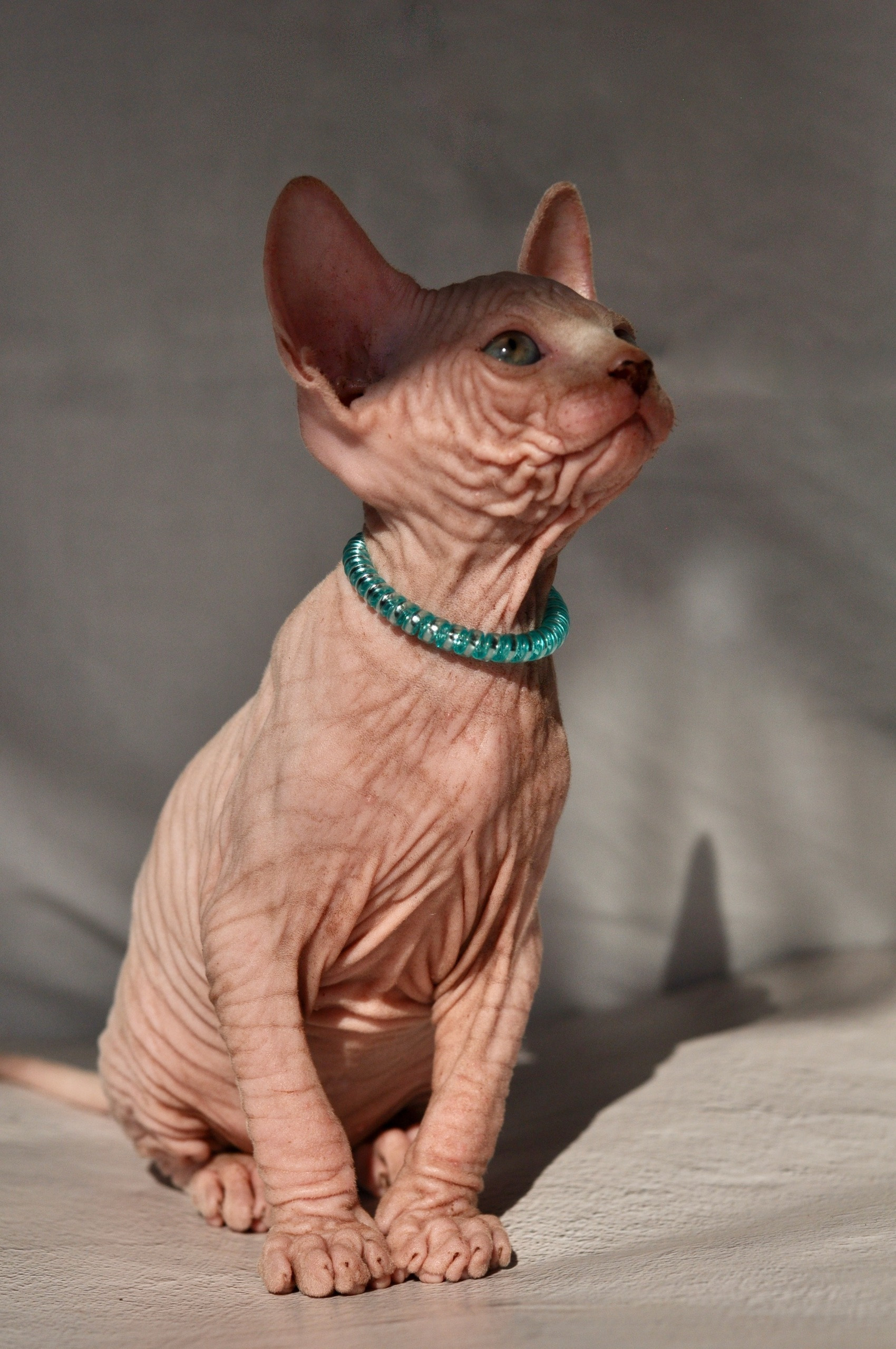 Graduates and Residents of our Cattery. A cattery of Canadian Sphynx breed, located in Limassol, Cyprus