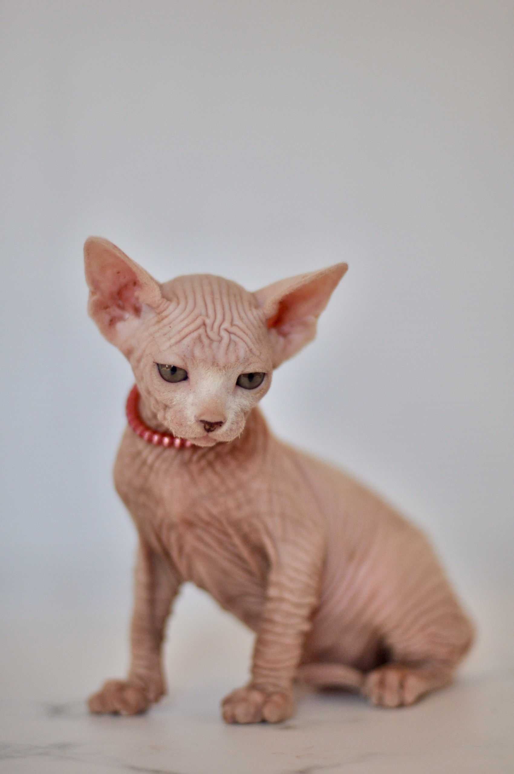 Graduates and Residents of our Cattery. A cattery of Canadian Sphynx breed, located in Limassol, Cyprus