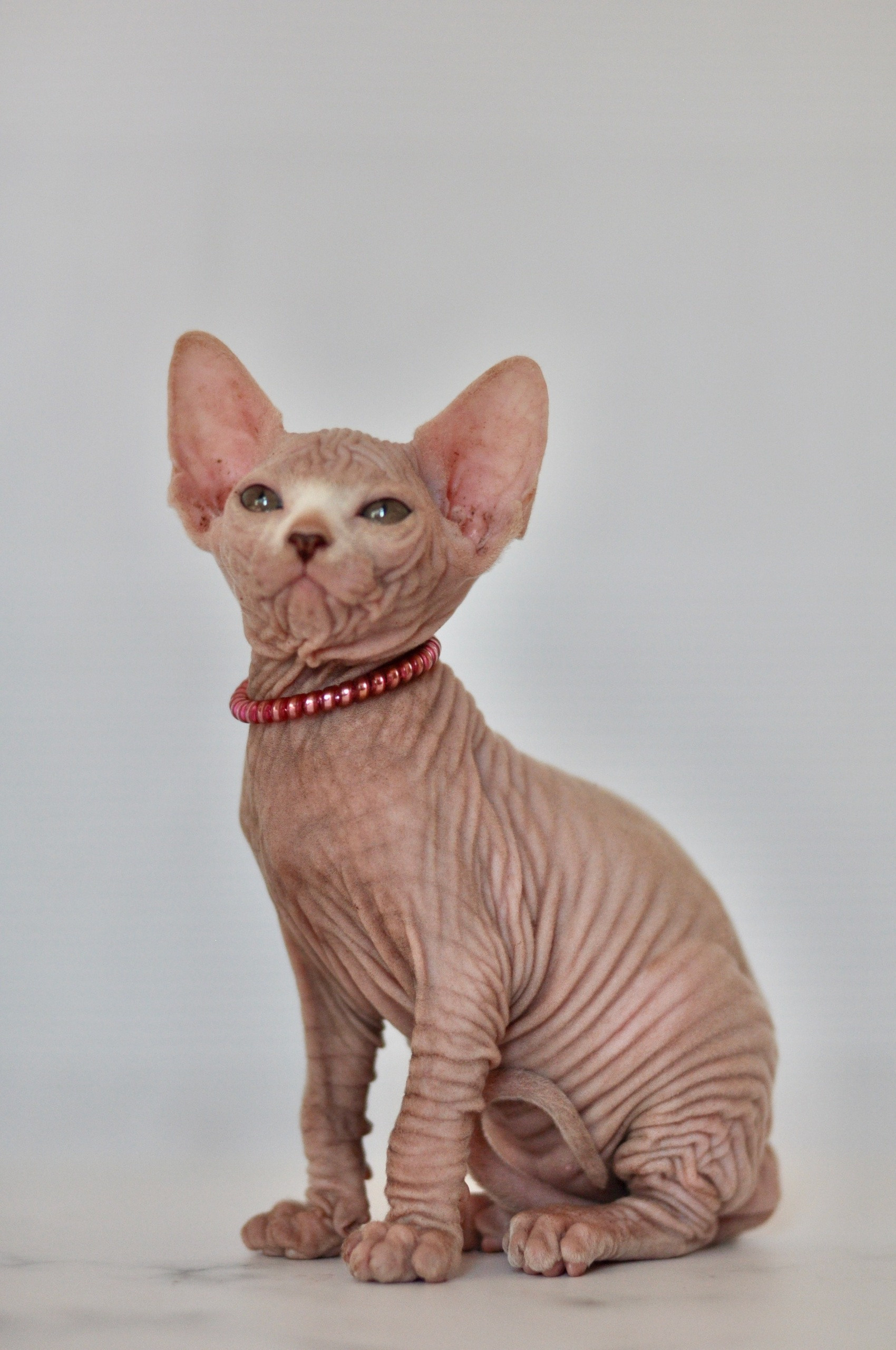 Graduates and Residents of our Cattery. A cattery of Canadian Sphynx breed, located in Limassol, Cyprus