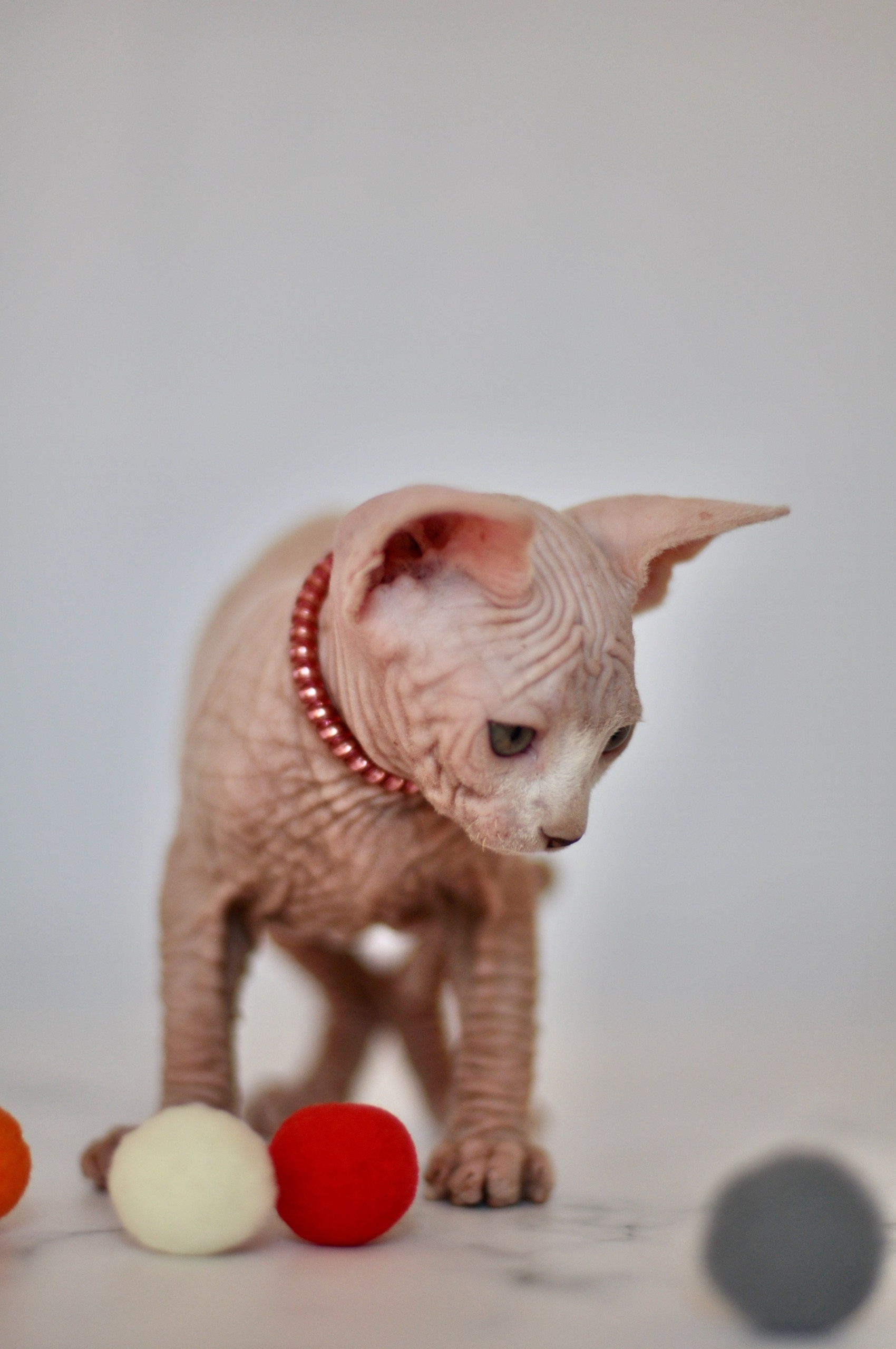 Graduates and Residents of our Cattery. A cattery of Canadian Sphynx breed, located in Limassol, Cyprus