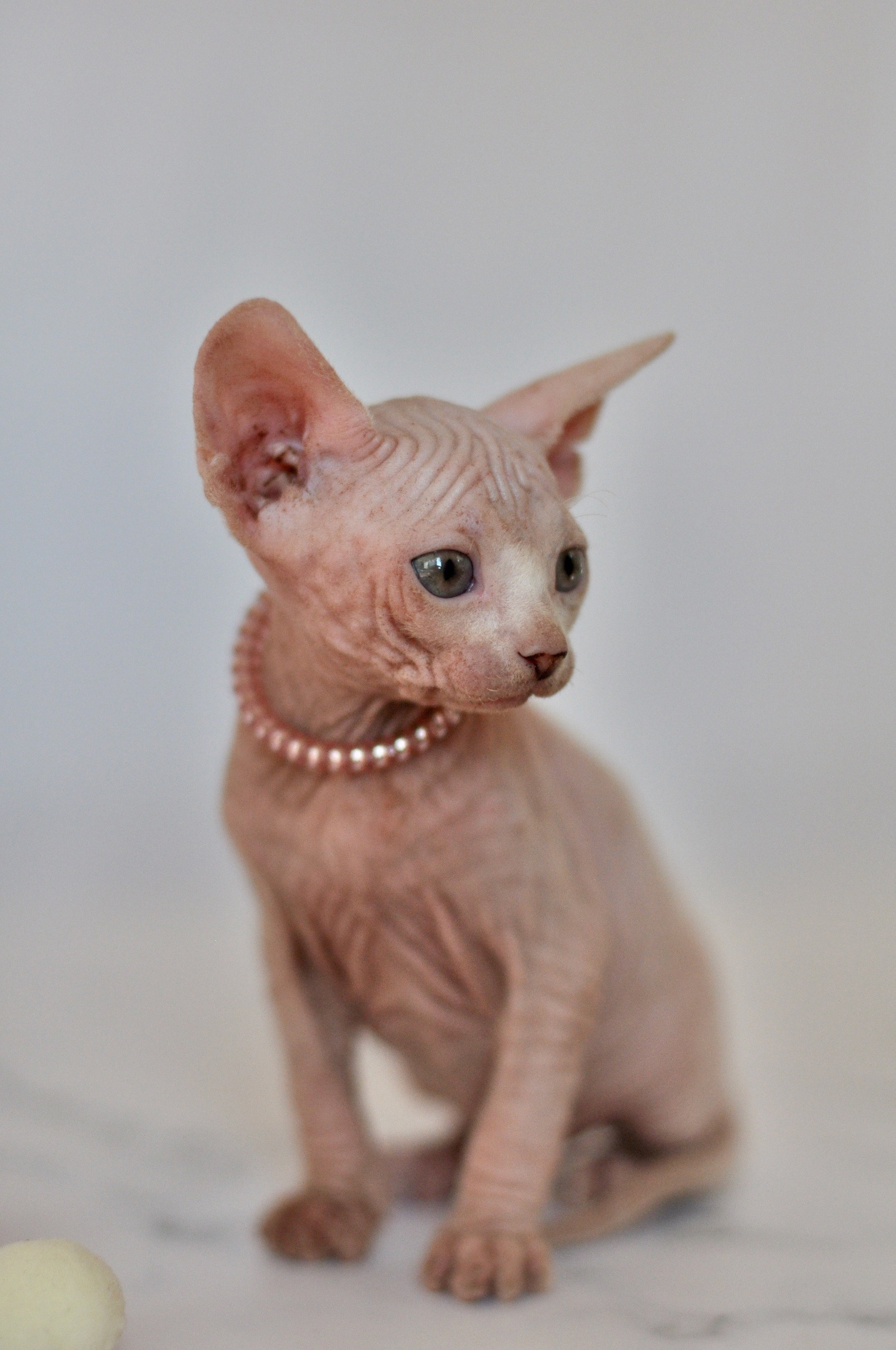 Graduates and Residents of our Cattery. A cattery of Canadian Sphynx breed, located in Limassol, Cyprus