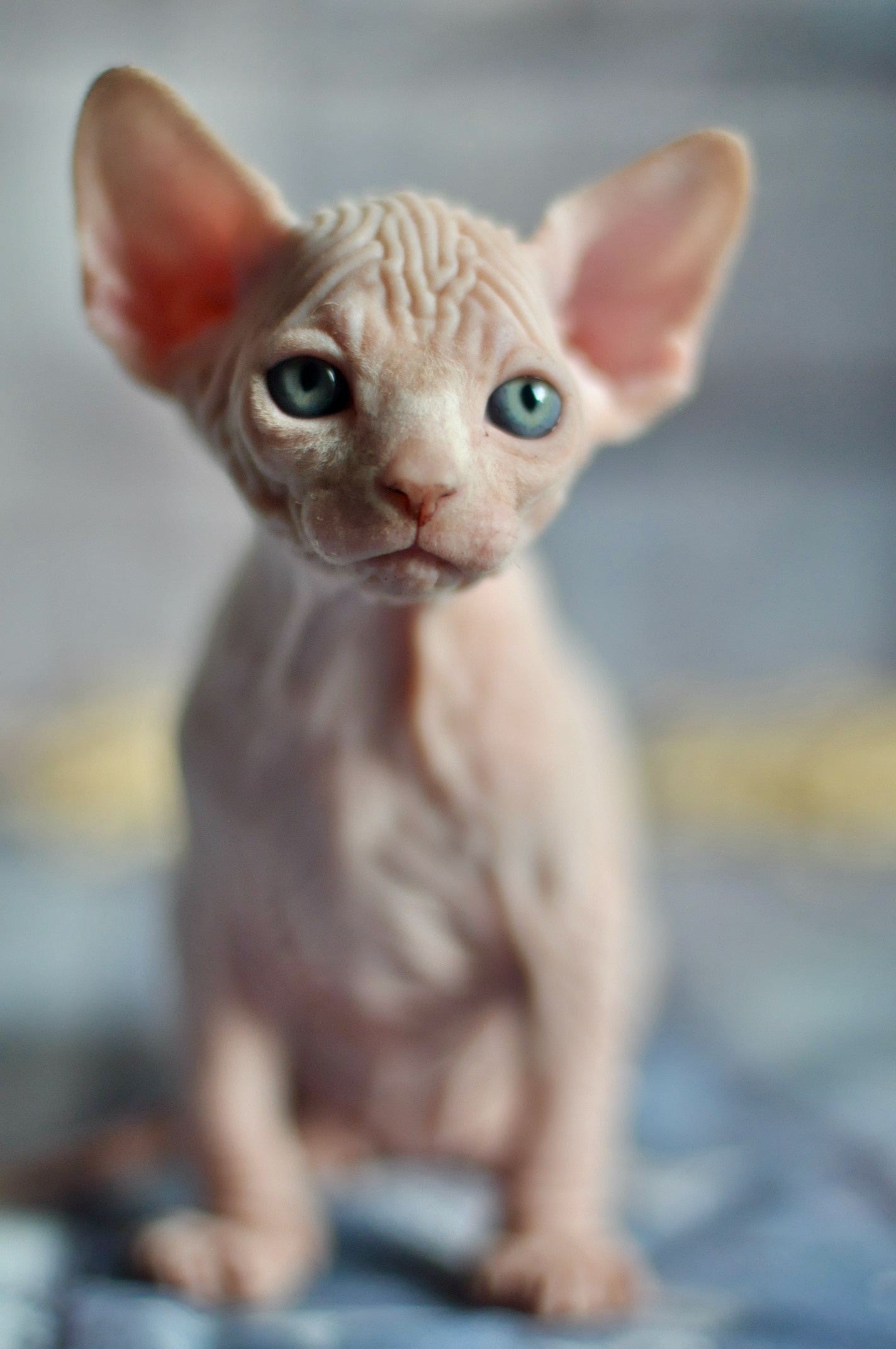 sphynx kittens Boston, sphynx kittens New York, sphynx kittens for sale Boston, sphynx kittens for sale New York