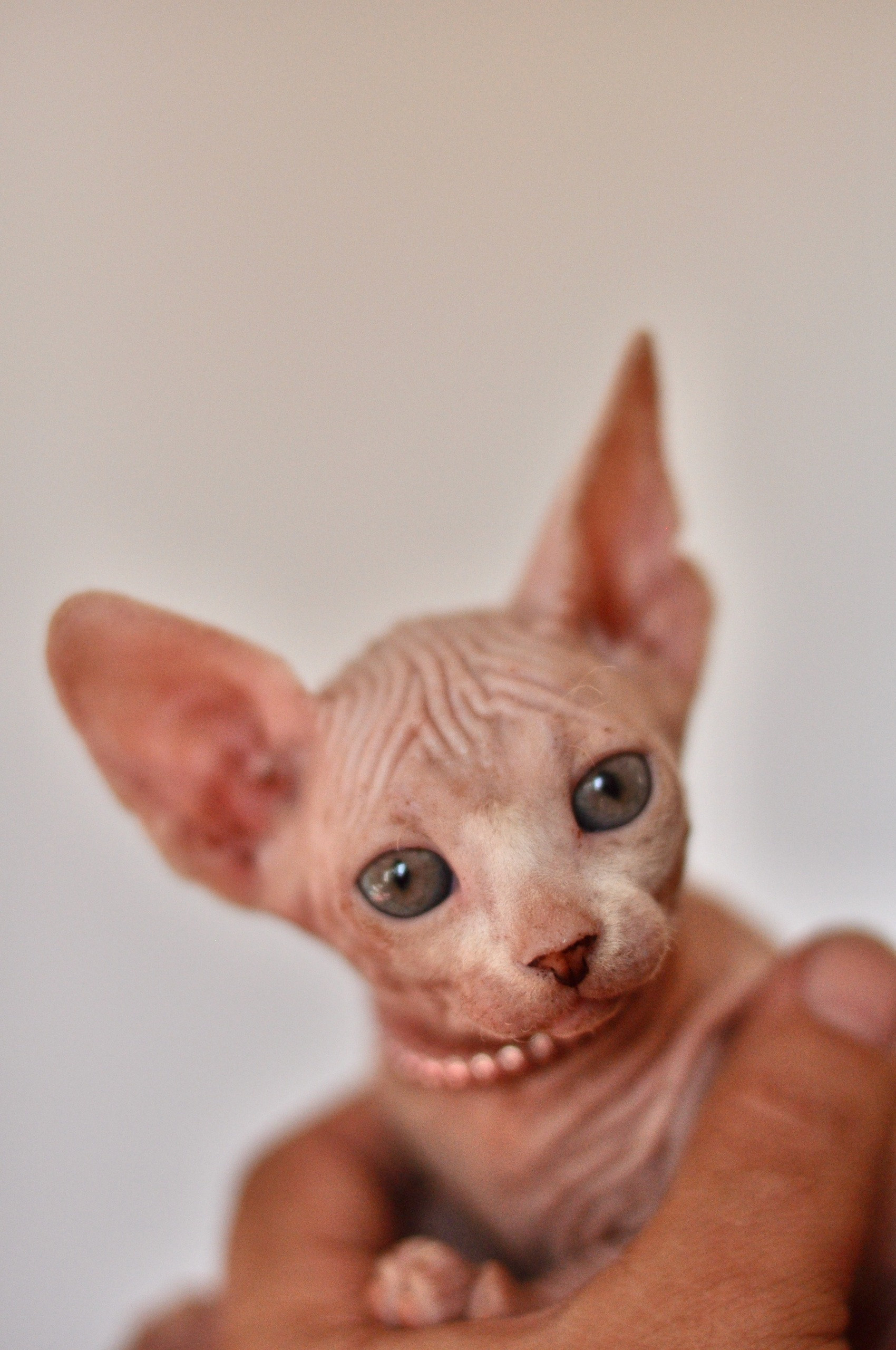 Graduates and Residents of our Cattery. A cattery of Canadian Sphynx breed, located in Limassol, Cyprus