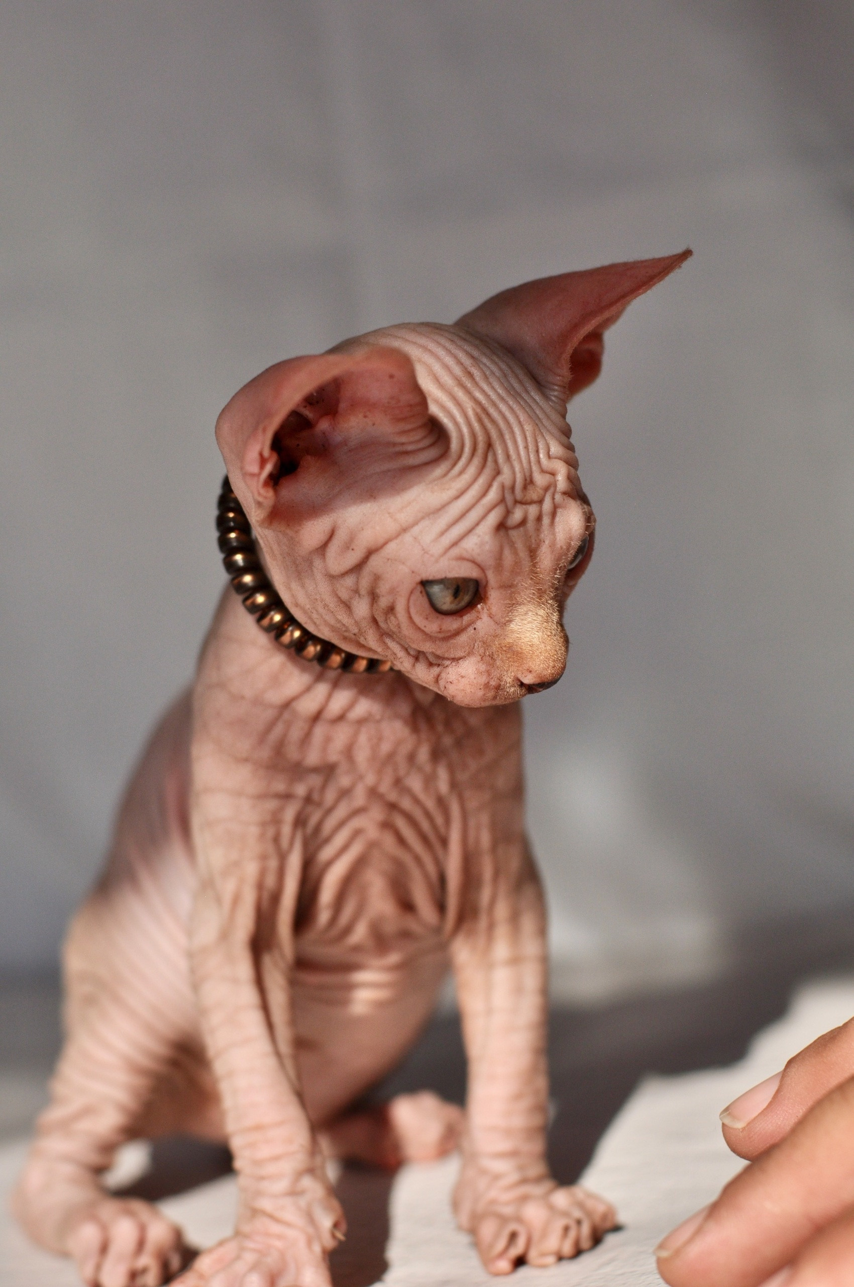 Graduates and Residents of our Cattery. A cattery of Canadian Sphynx breed, located in Limassol, Cyprus