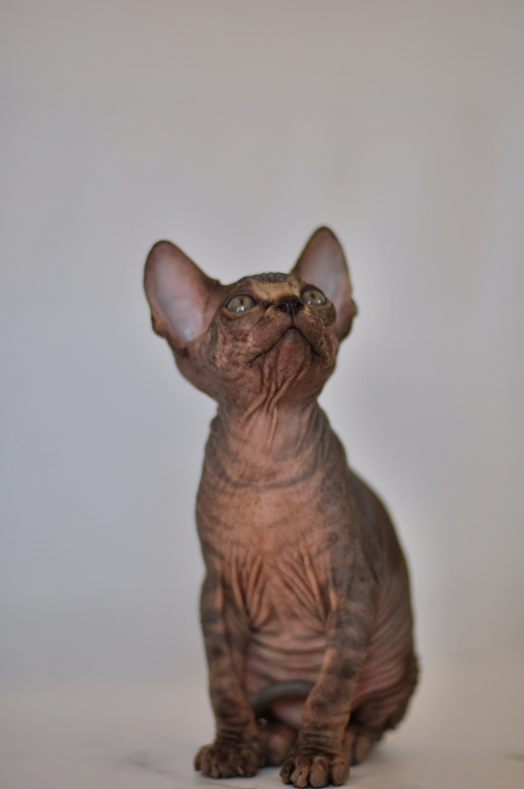 Graduates and Residents of our Cattery. A cattery of Canadian Sphynx breed, located in Limassol, Cyprus